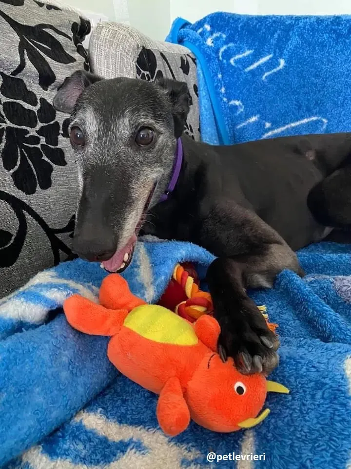 ethel adozione greyhound 8 1