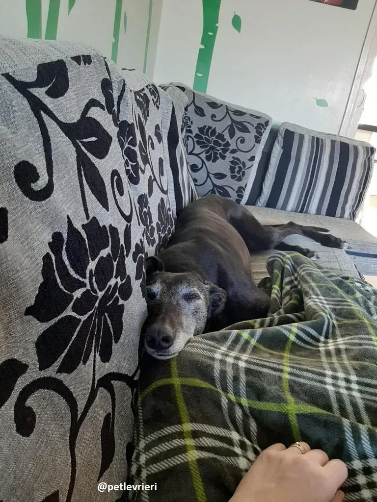 ethel adozione greyhound 8