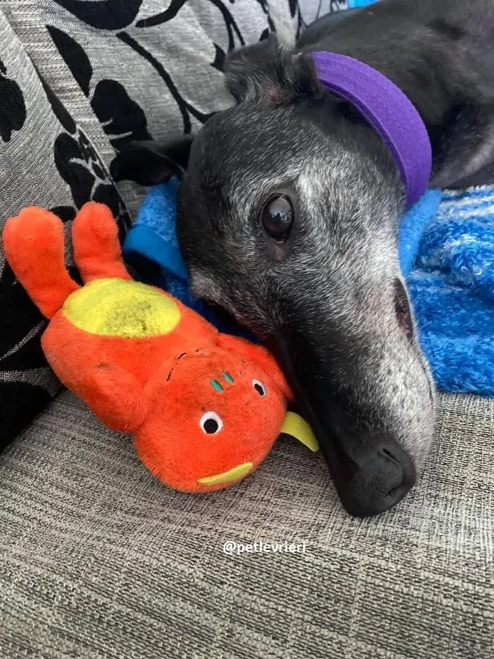 ethel adozione greyhound 9 1