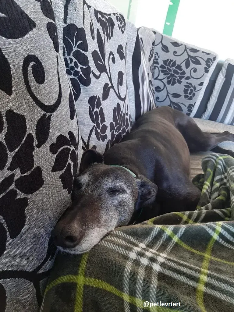 ethel adozione greyhound