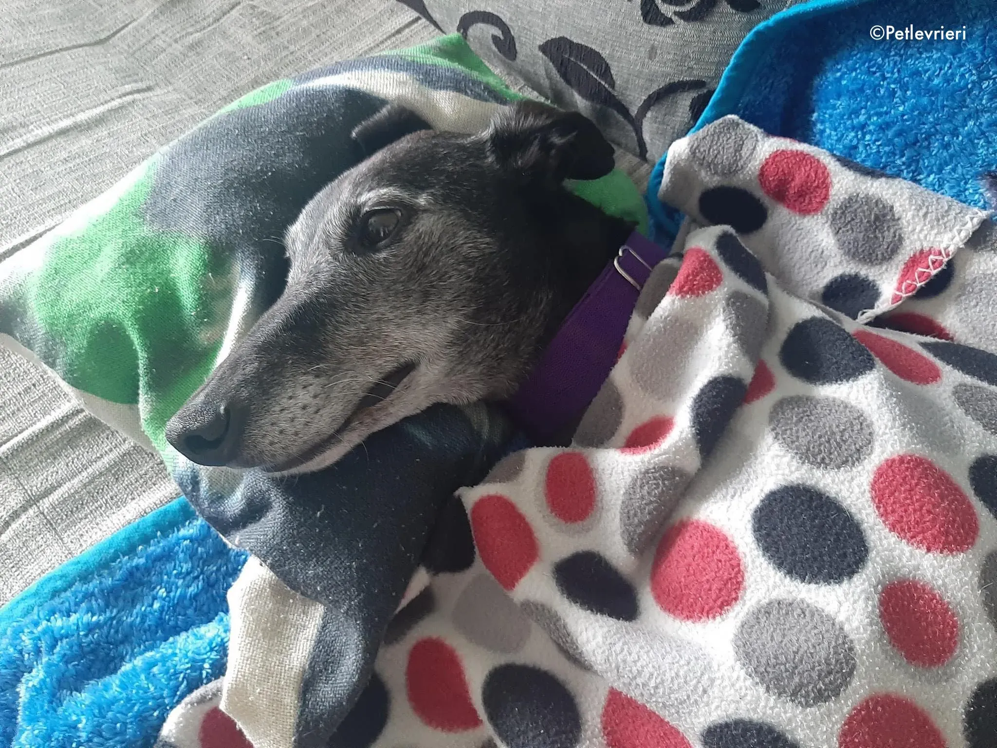 ethel adozione levrieri greyhound 1 1