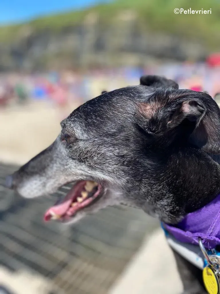 ethel adozione levrieri greyhound 10 1