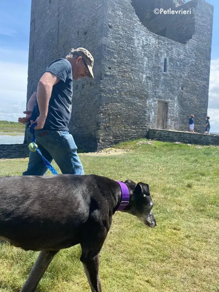 ethel adozione levrieri greyhound 11 1