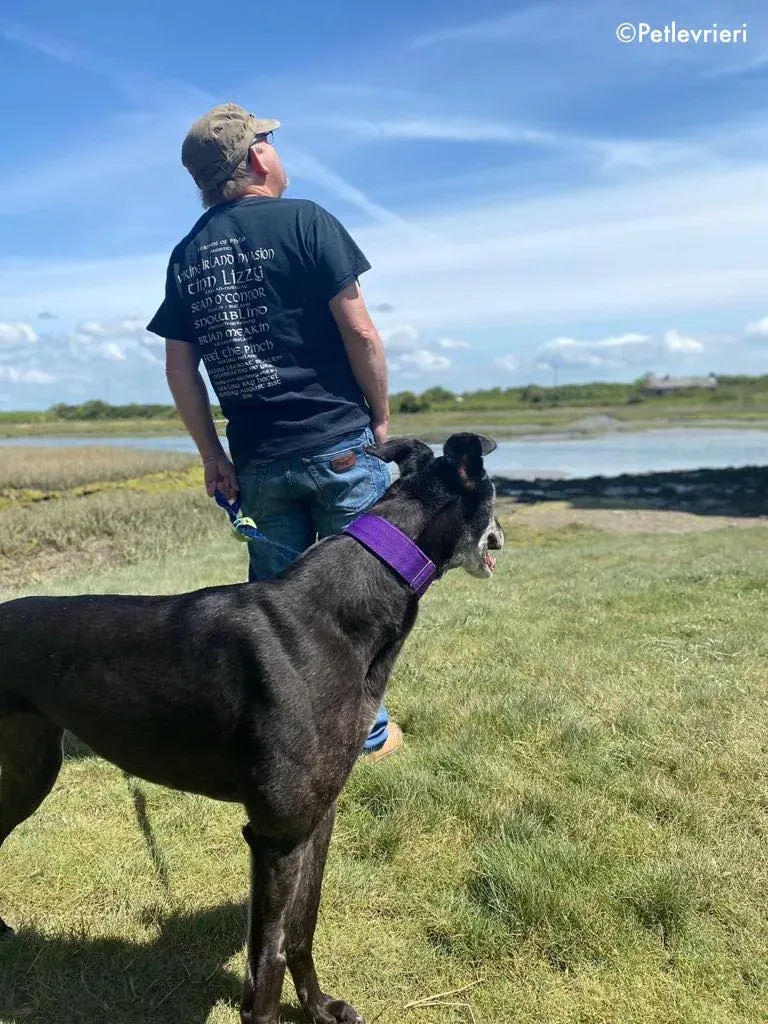 ethel adozione levrieri greyhound 13 1