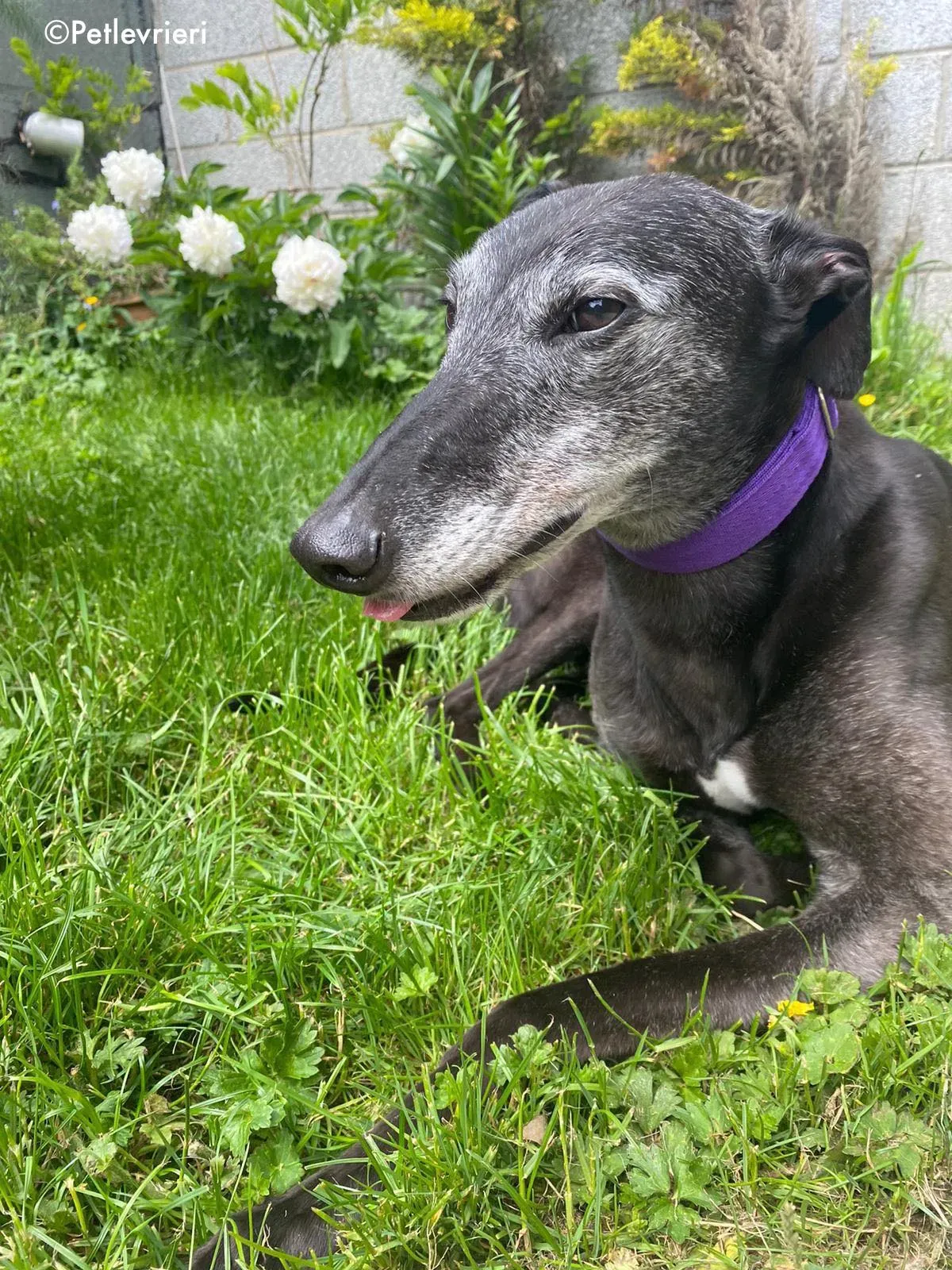 ethel adozione levrieri greyhound 14 1