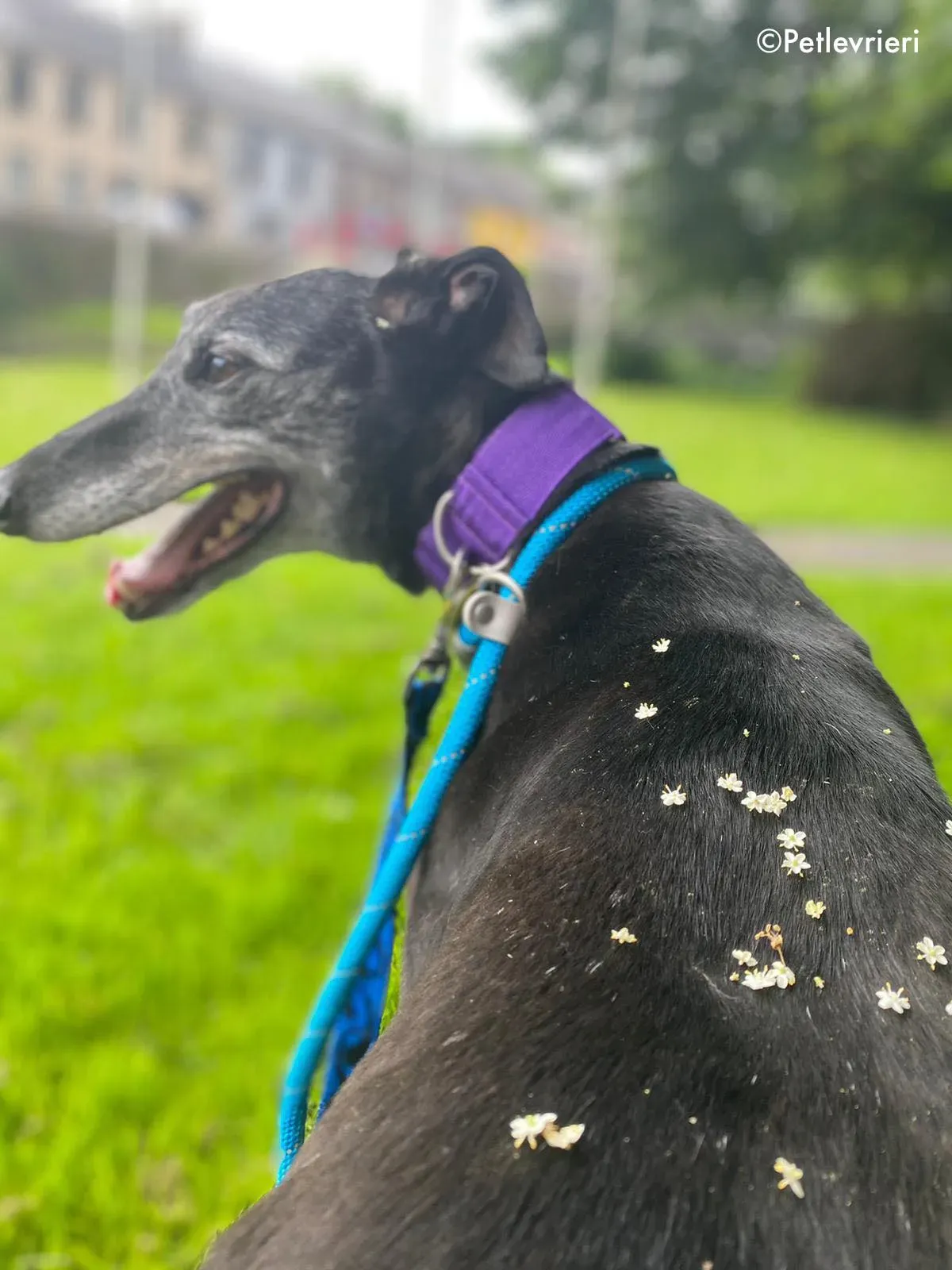 ethel adozione levrieri greyhound 15 1