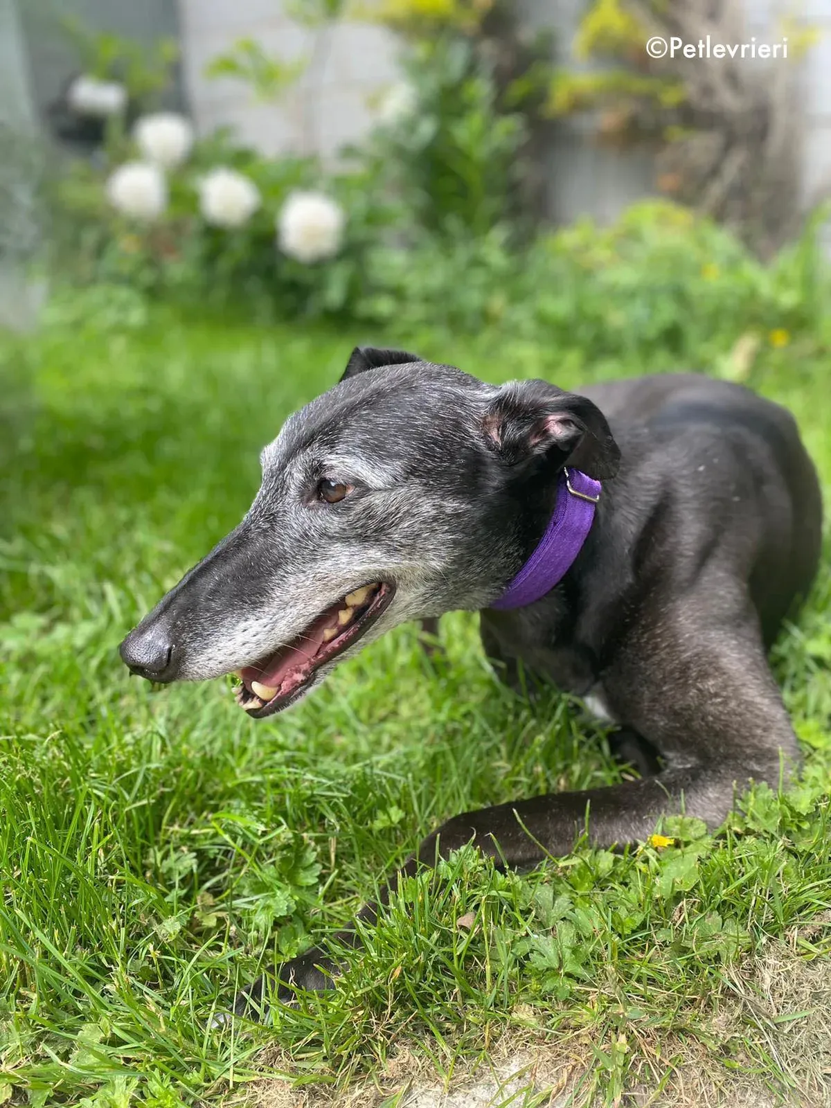 ethel adozione levrieri greyhound 16 1