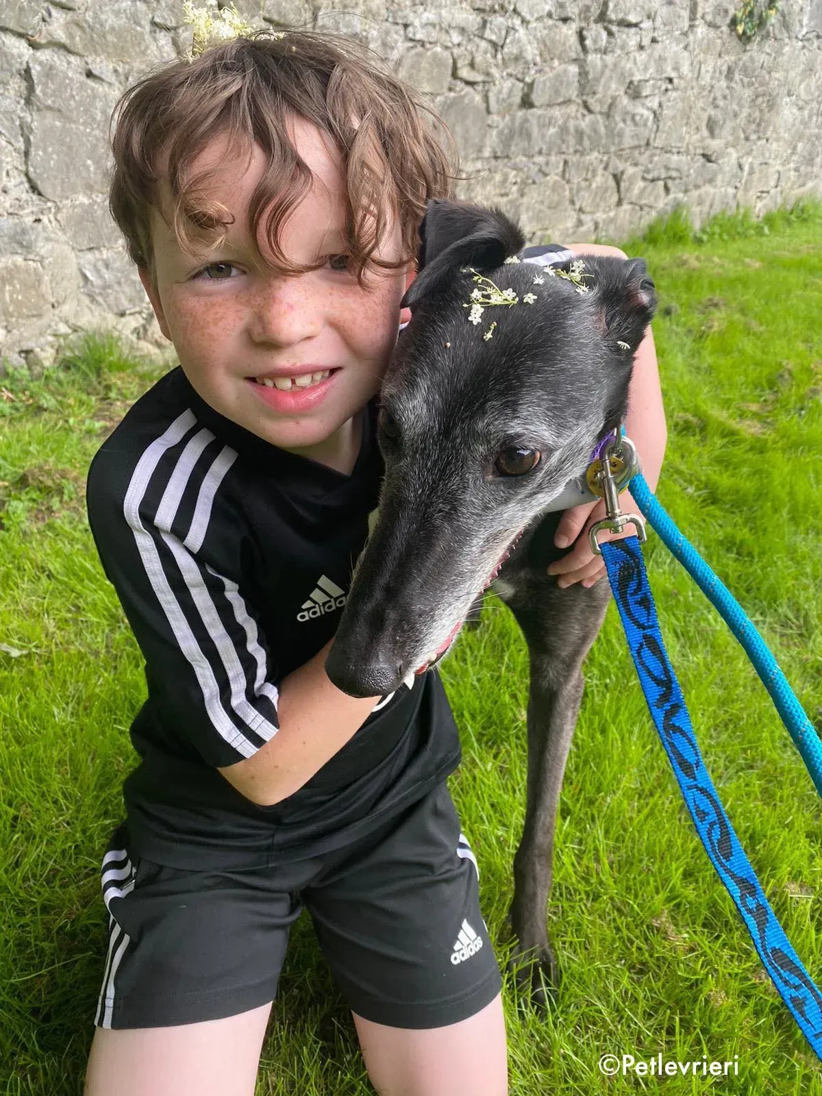 ethel adozione levrieri greyhound 17 1