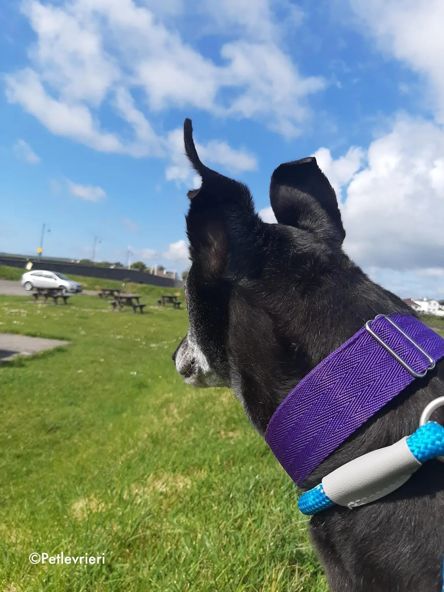 ethel adozione levrieri greyhound 2 1