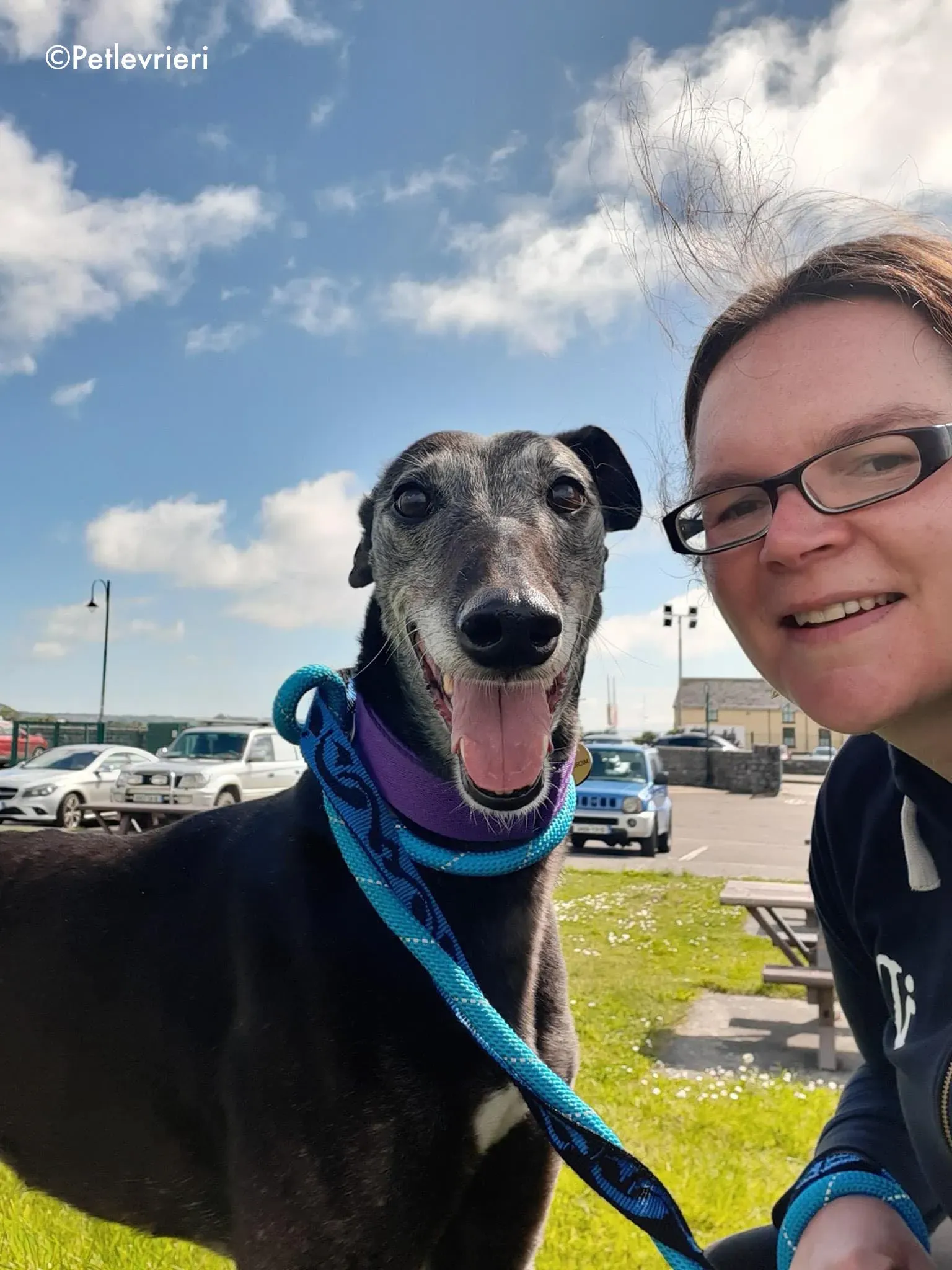 ethel adozione levrieri greyhound 3 1