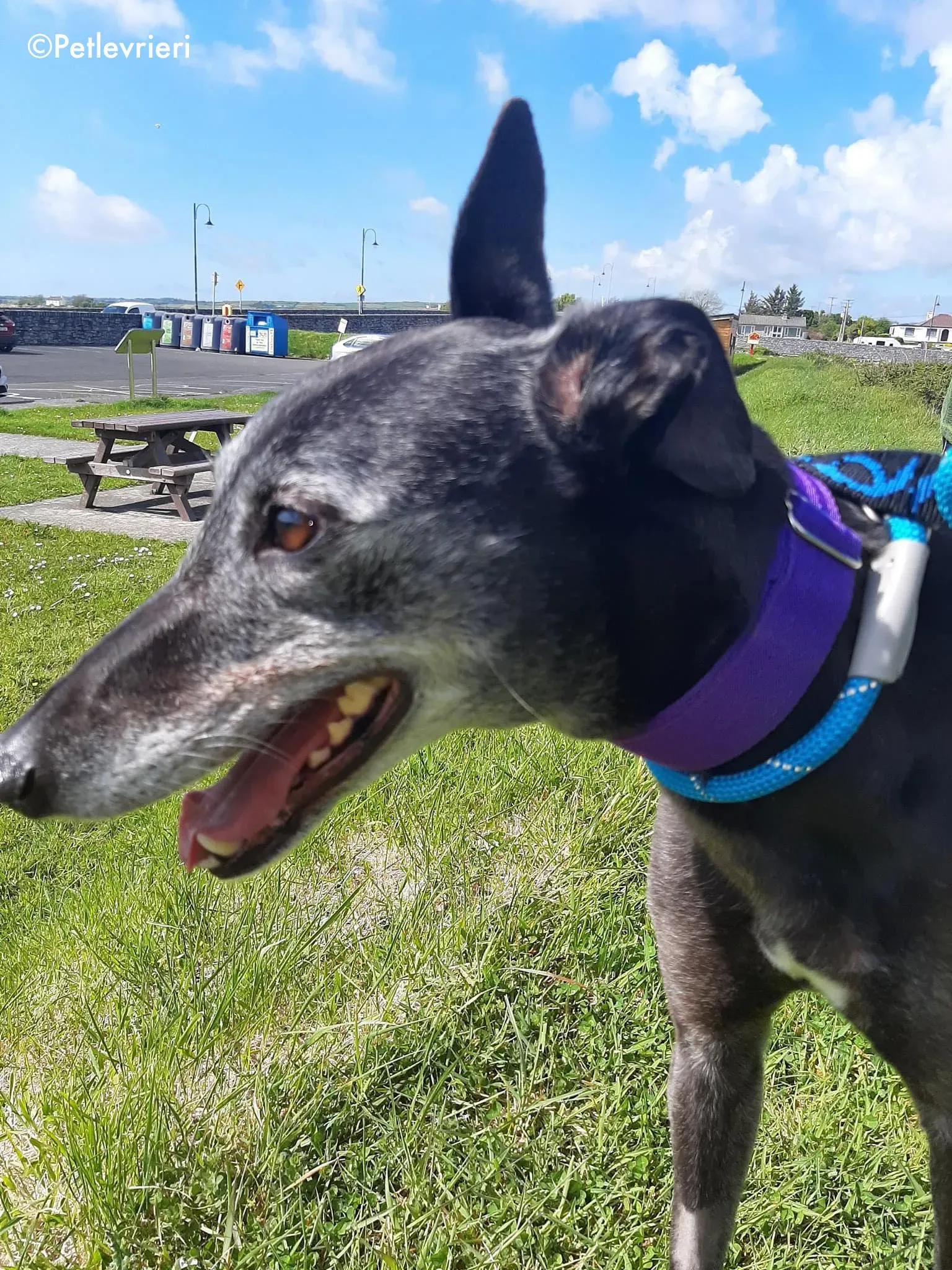 ethel adozione levrieri greyhound 4 1