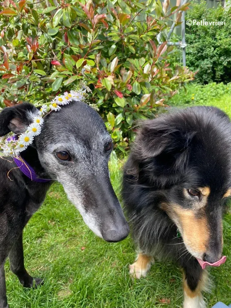 ethel adozione levrieri greyhound 5 1