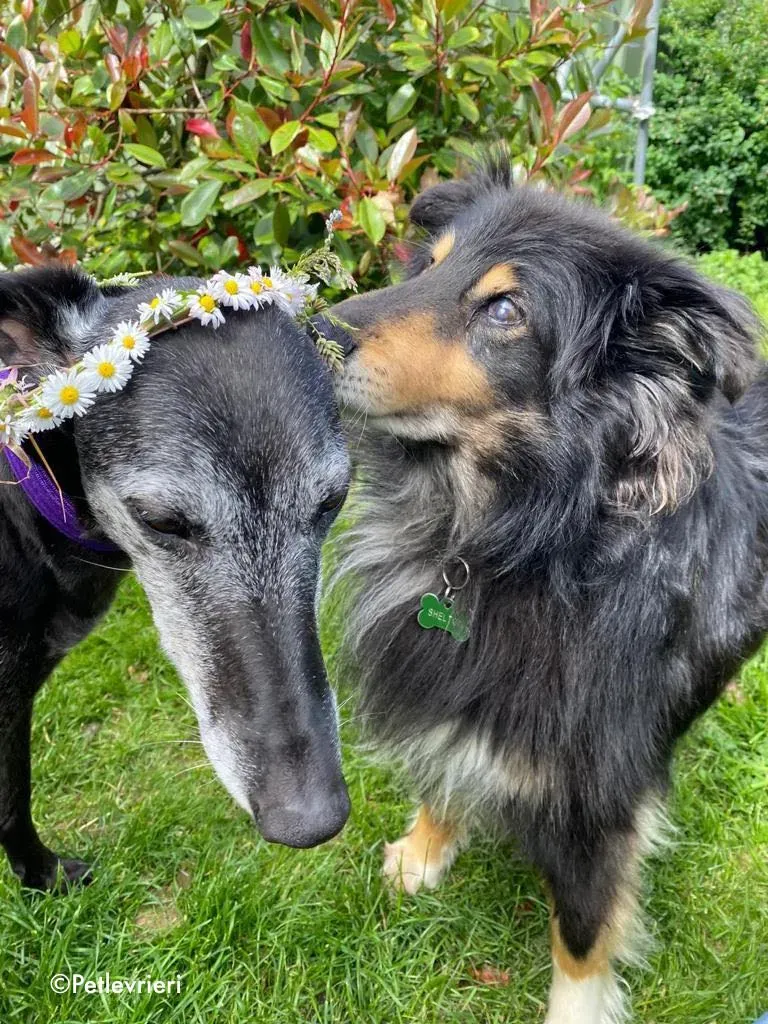 ethel adozione levrieri greyhound 6 1