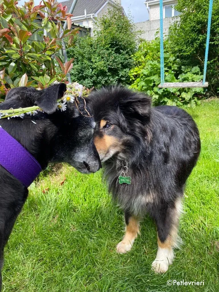 ethel adozione levrieri greyhound 7 1