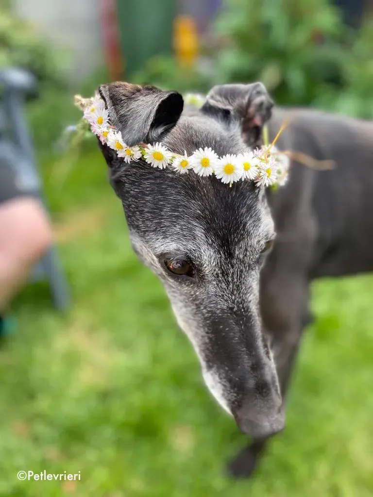 ethel adozione levrieri greyhound 8 1
