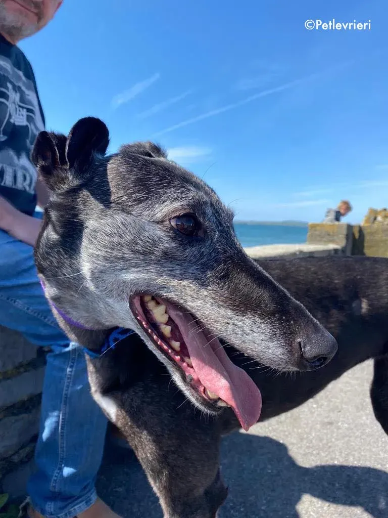 ethel adozione levrieri greyhound 9 1