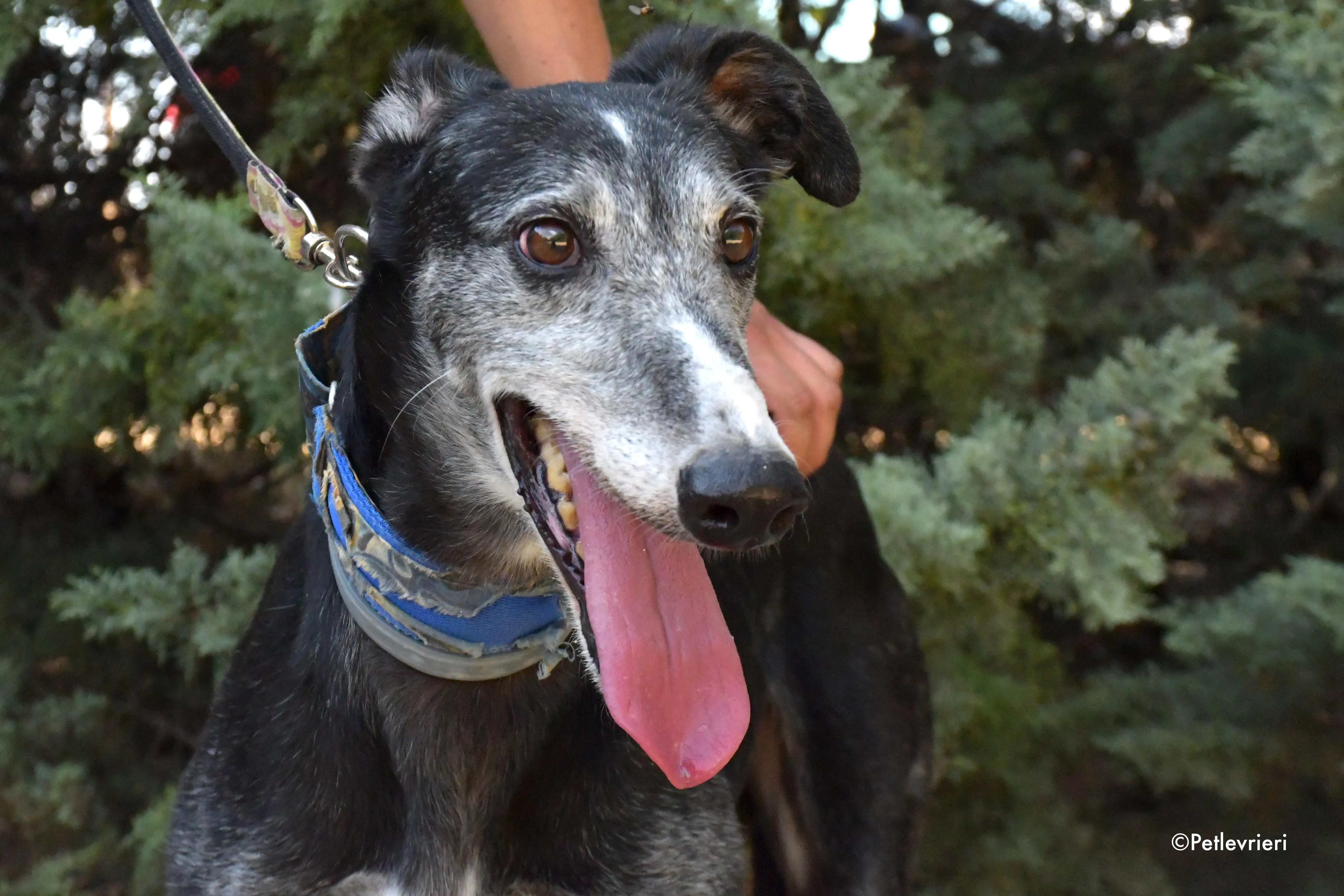 evaristo adozione levrieri galgo 1