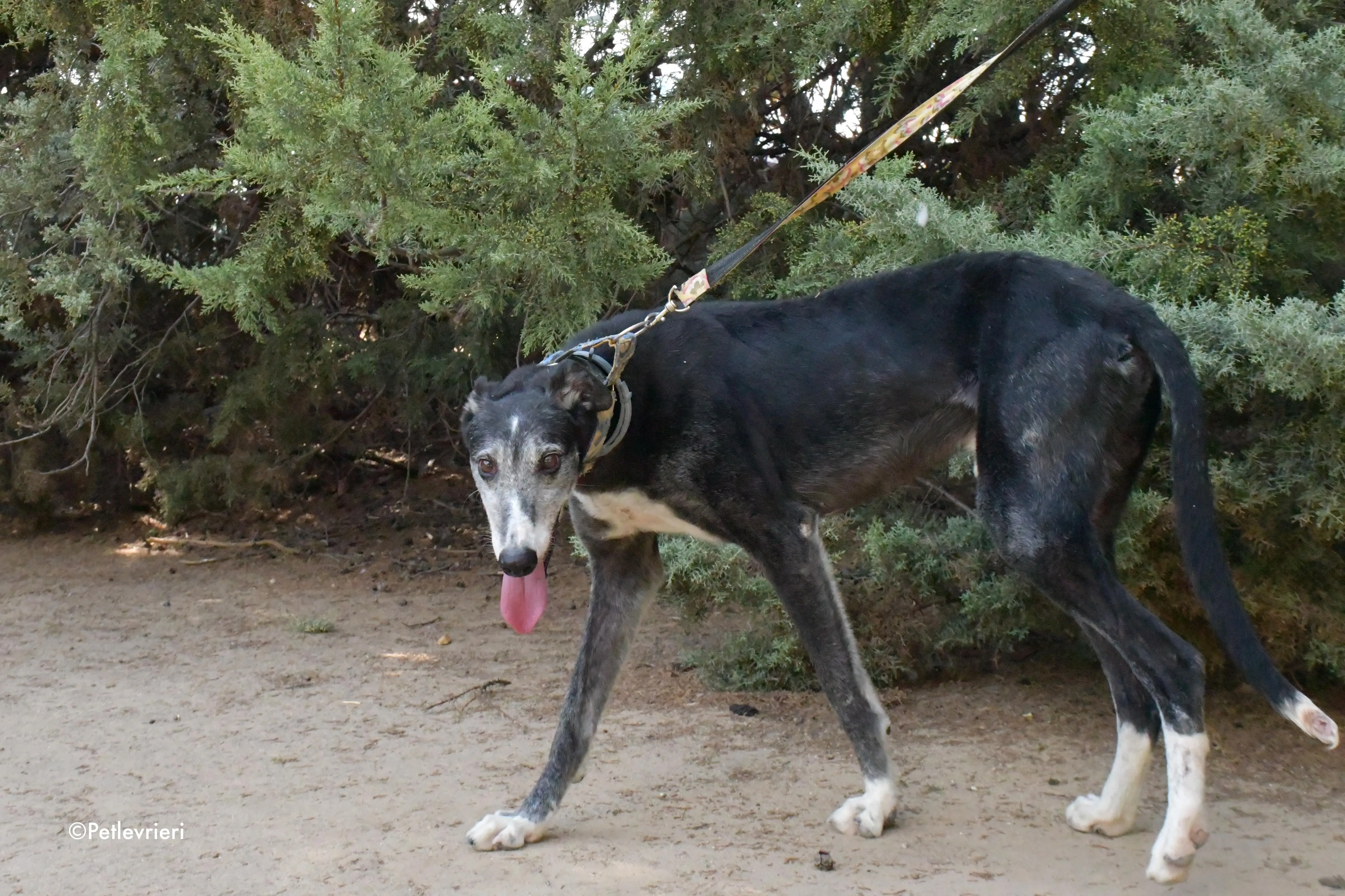 evaristo adozione levrieri galgo 10