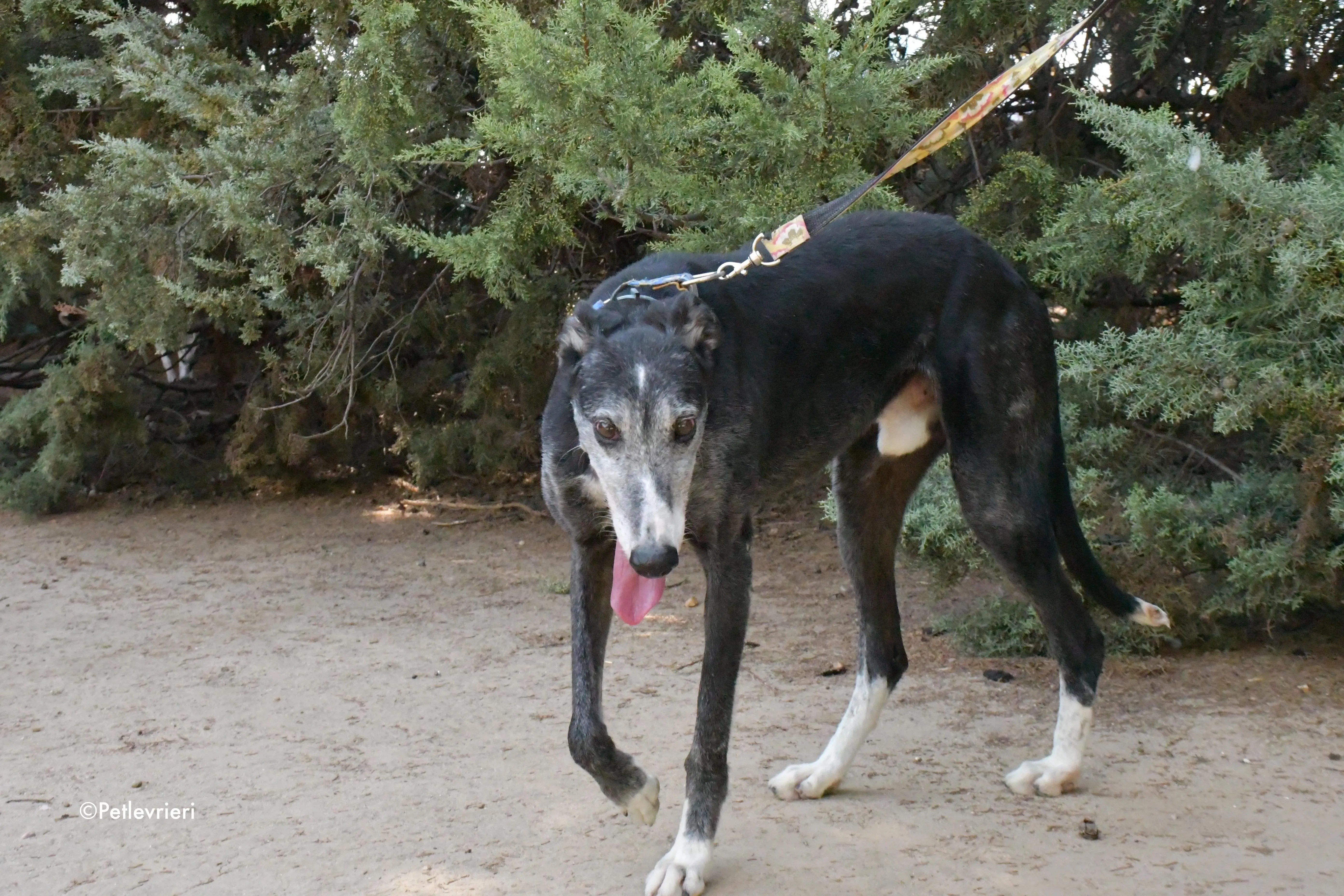 evaristo adozione levrieri galgo 11