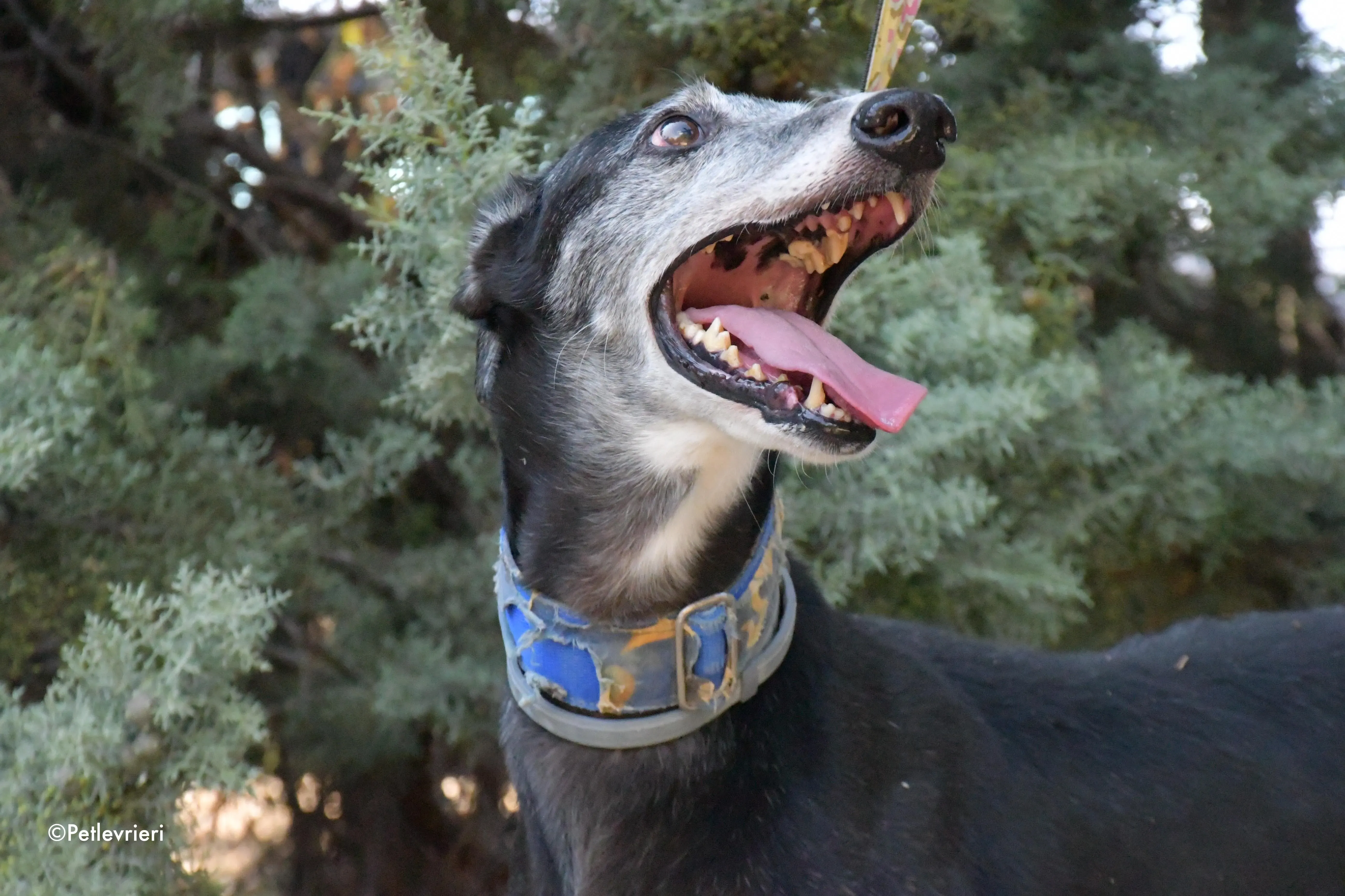 evaristo adozione levrieri galgo 12