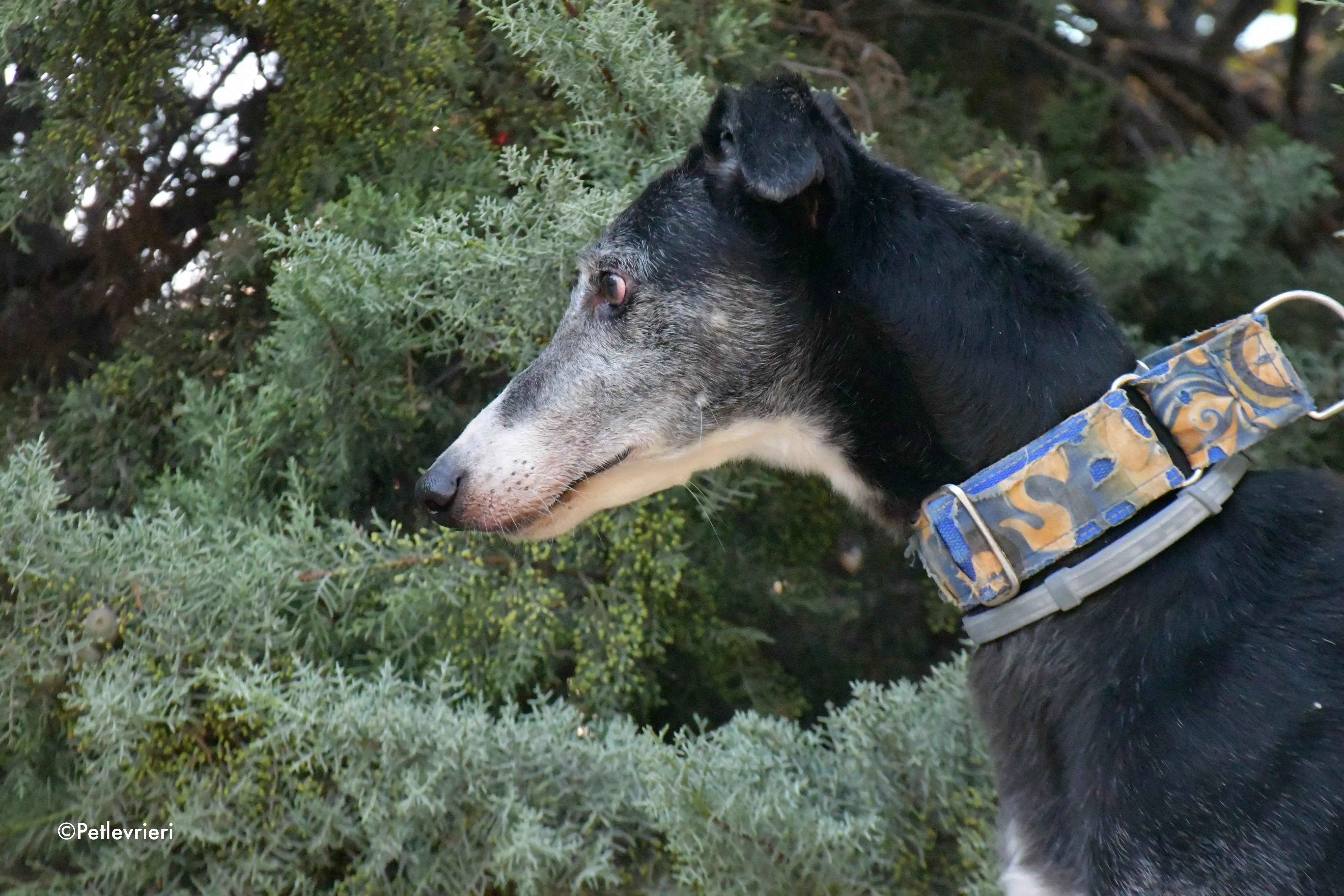 evaristo adozione levrieri galgo 13