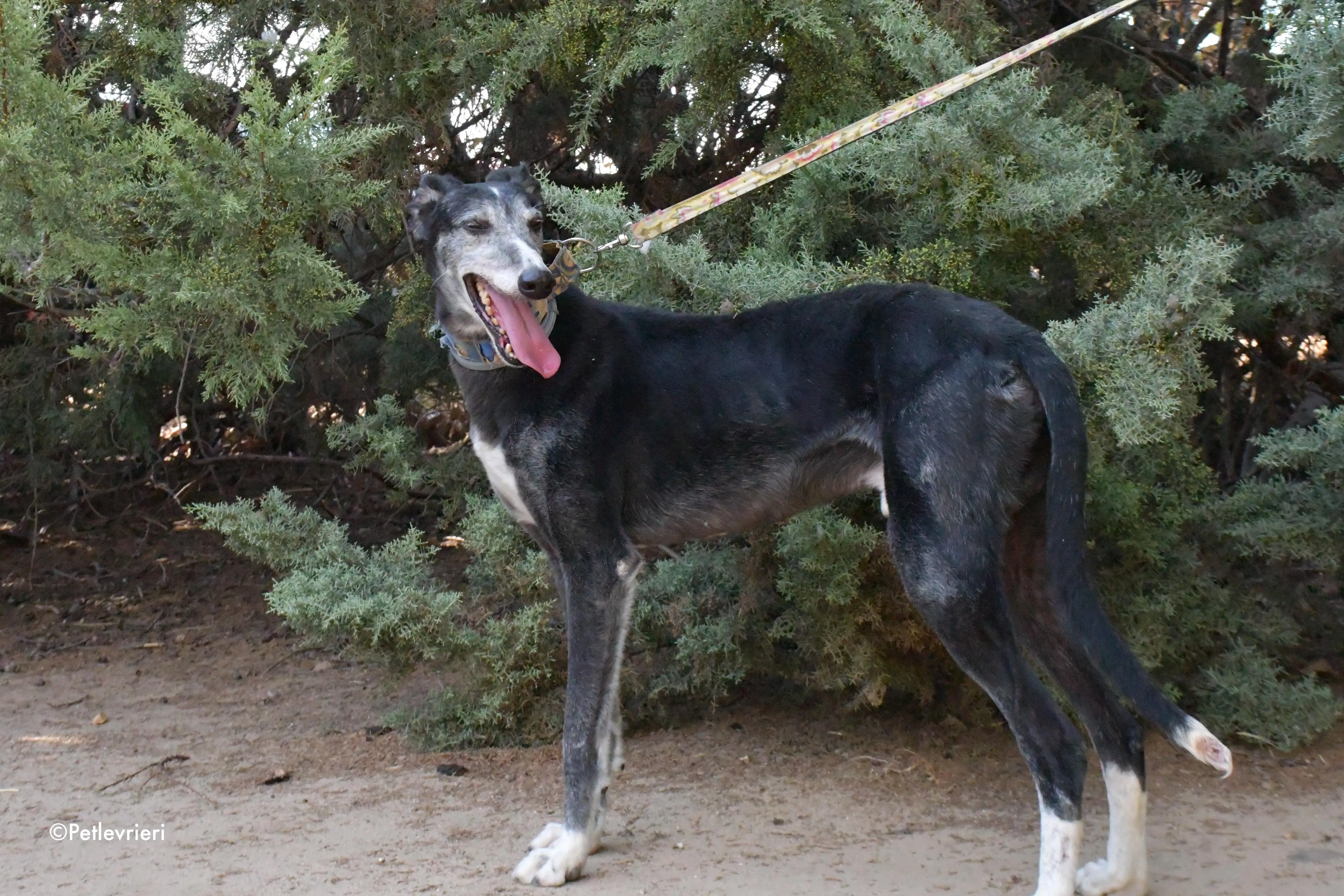 evaristo adozione levrieri galgo 14