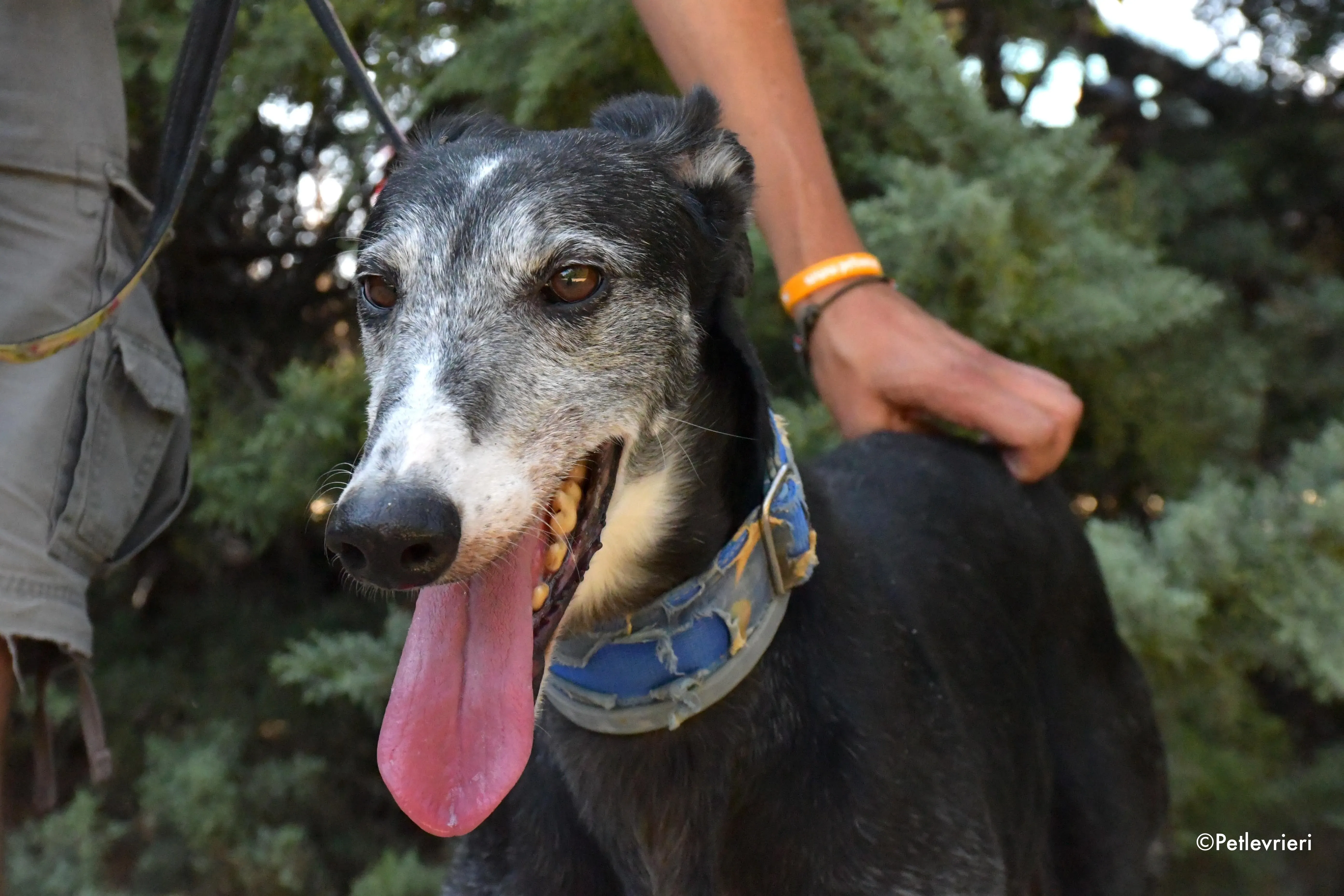 evaristo adozione levrieri galgo 2