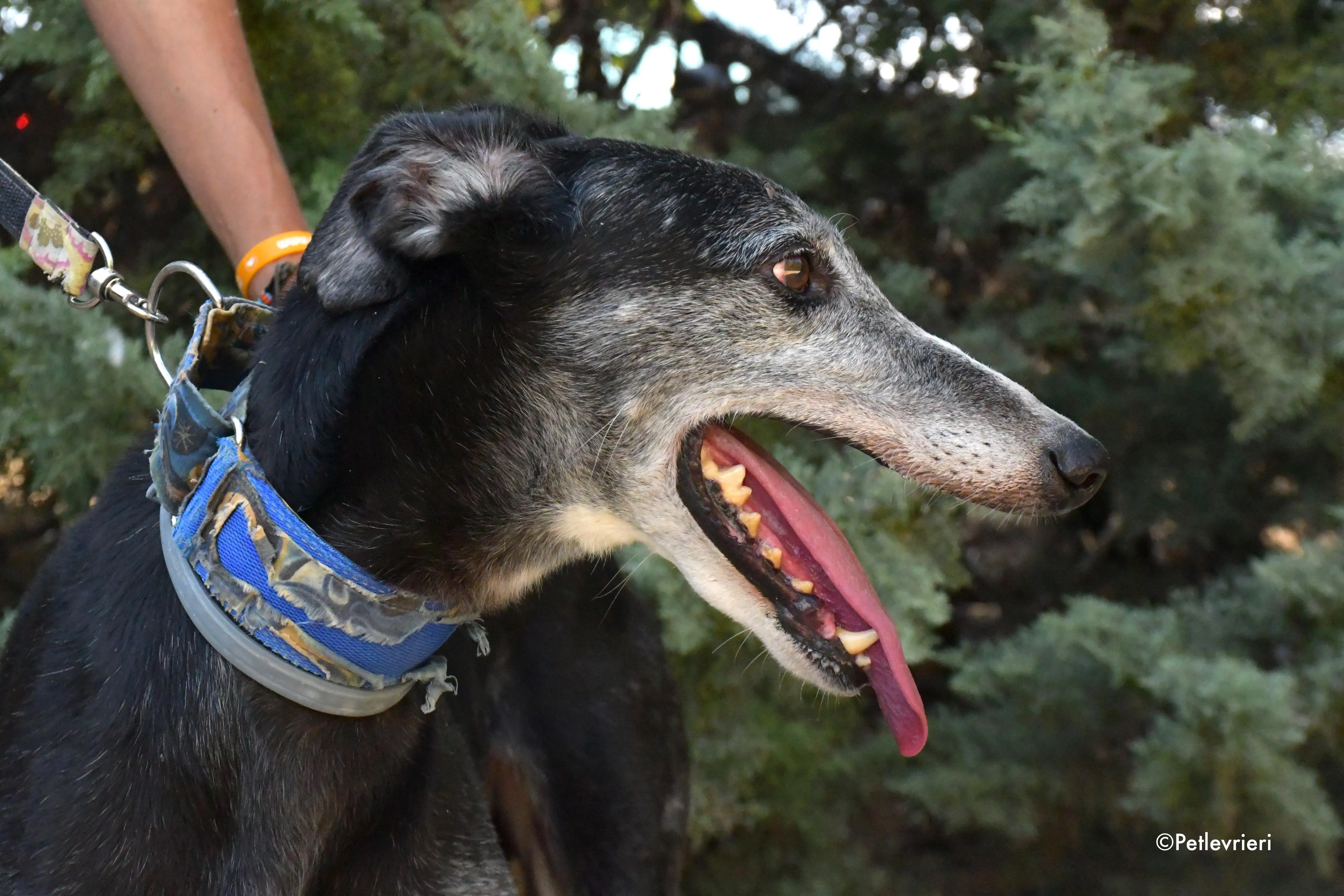 evaristo adozione levrieri galgo 3