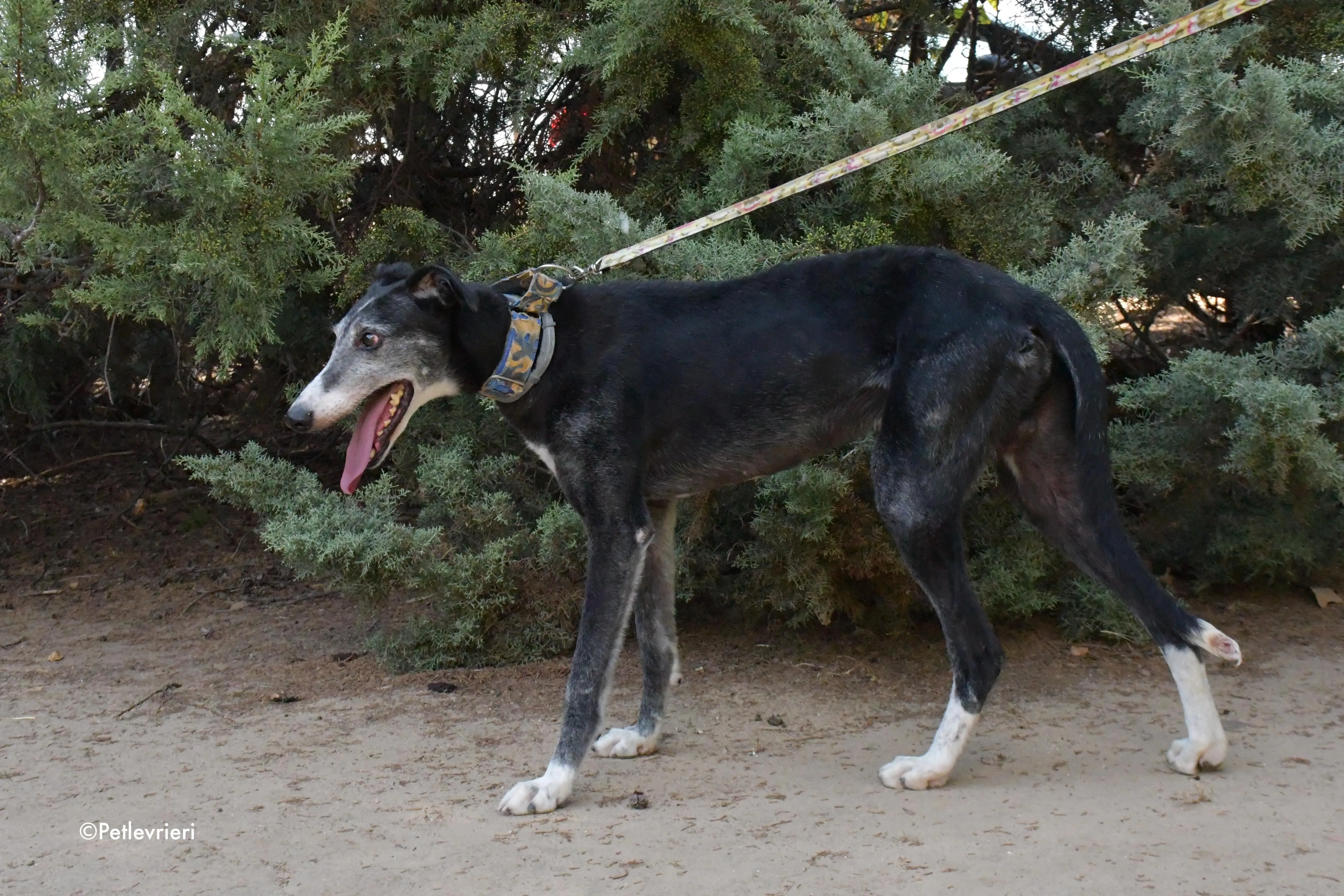 evaristo adozione levrieri galgo 4