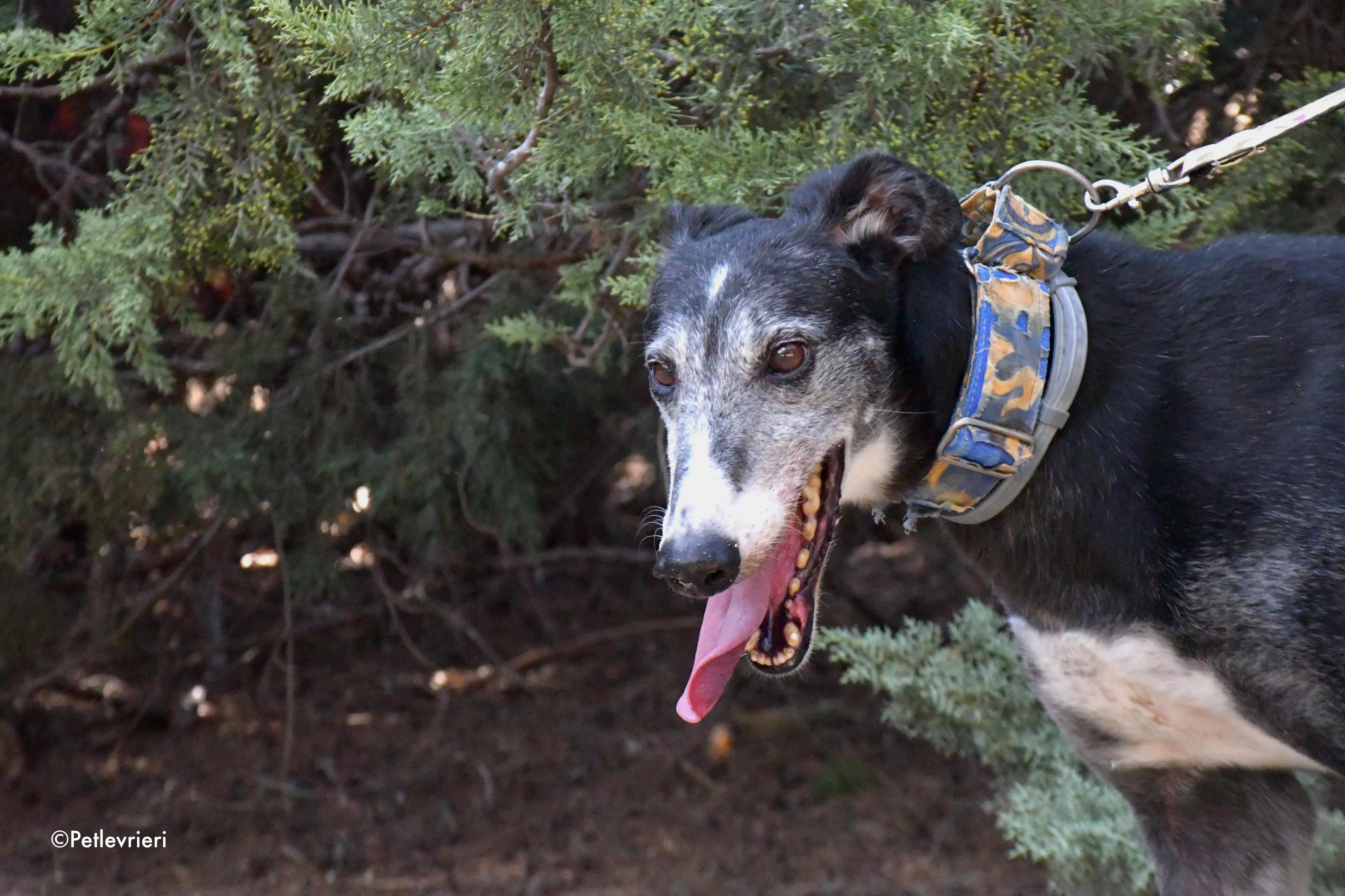 evaristo adozione levrieri galgo 5