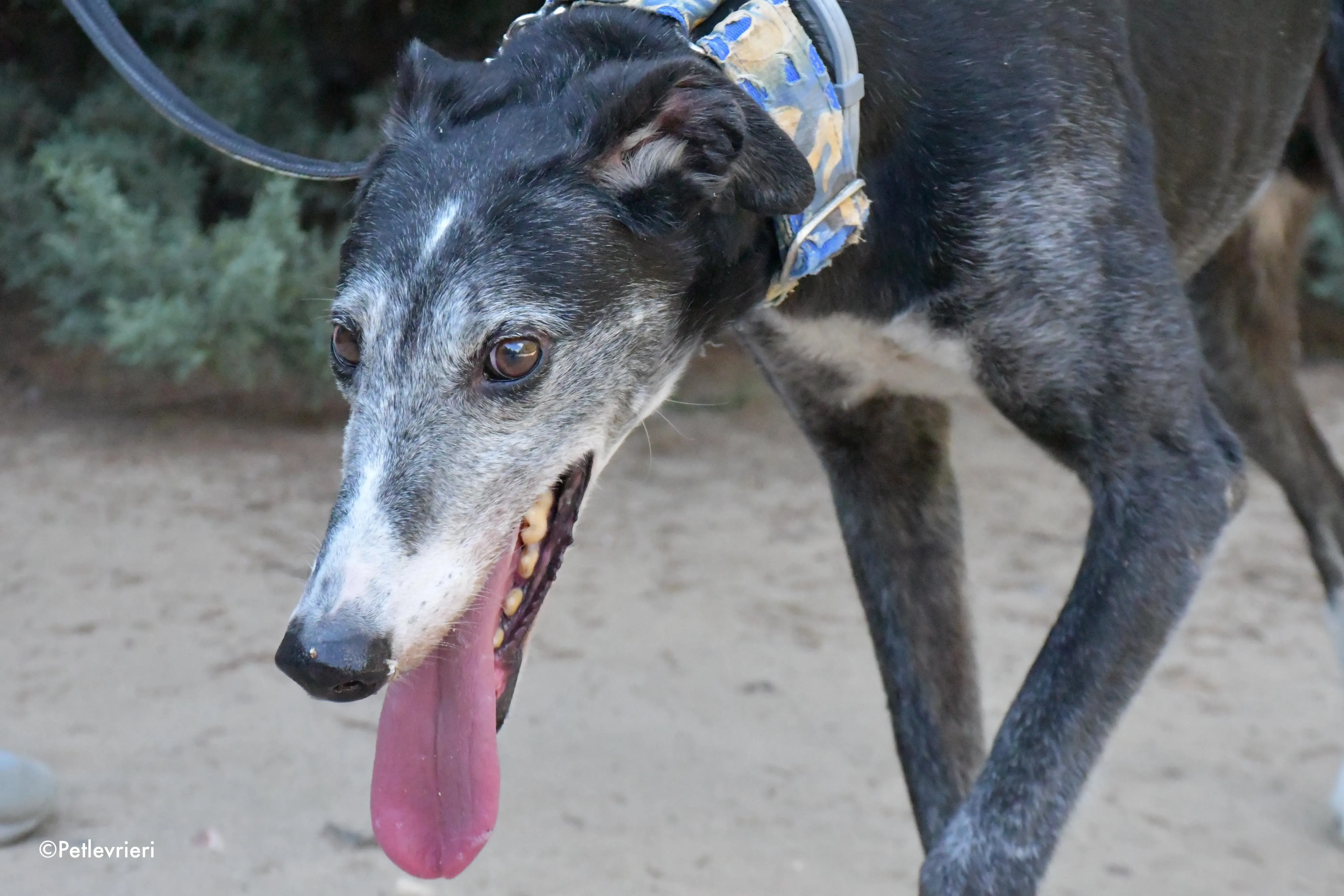 evaristo adozione levrieri galgo 6