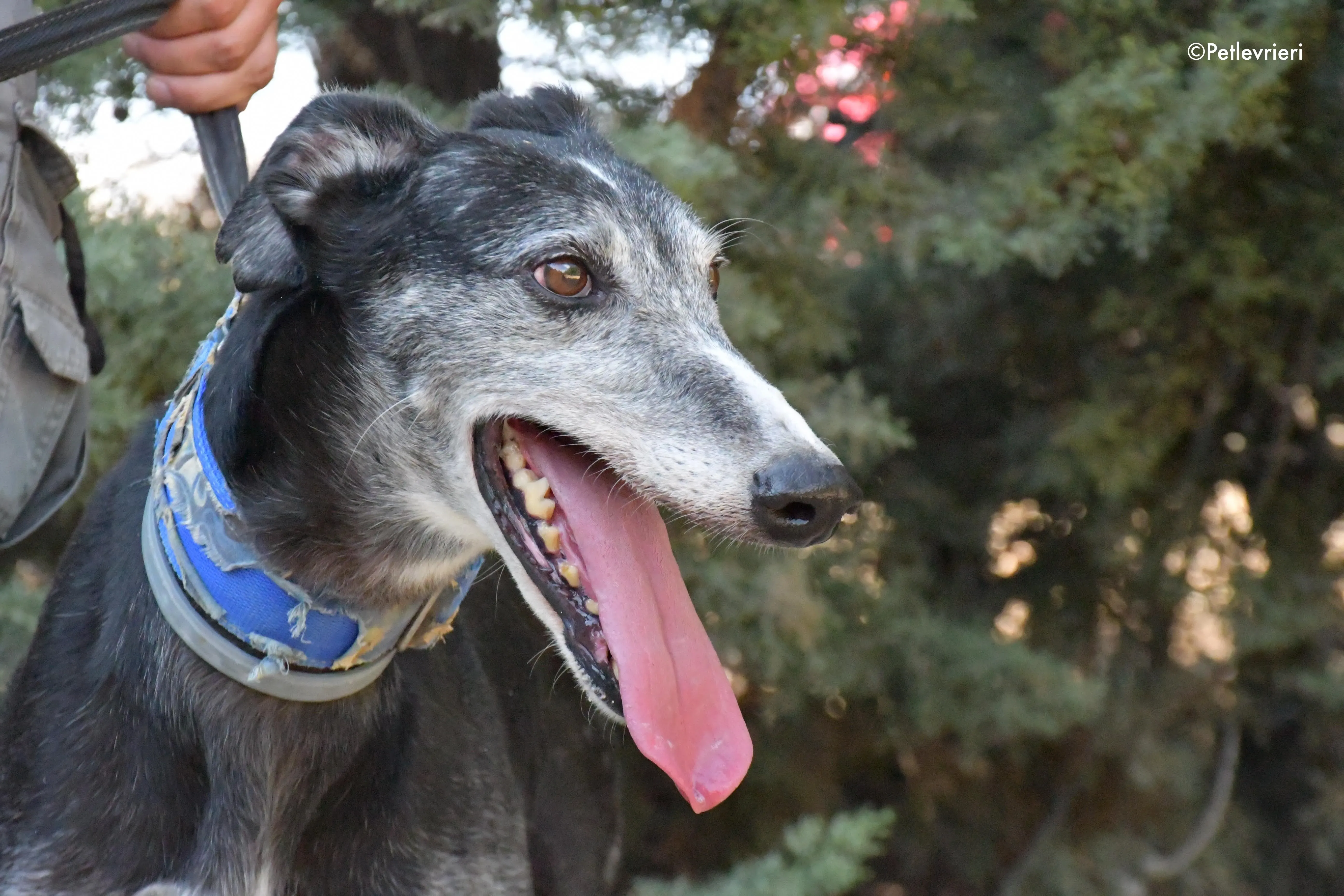 evaristo adozione levrieri galgo 7