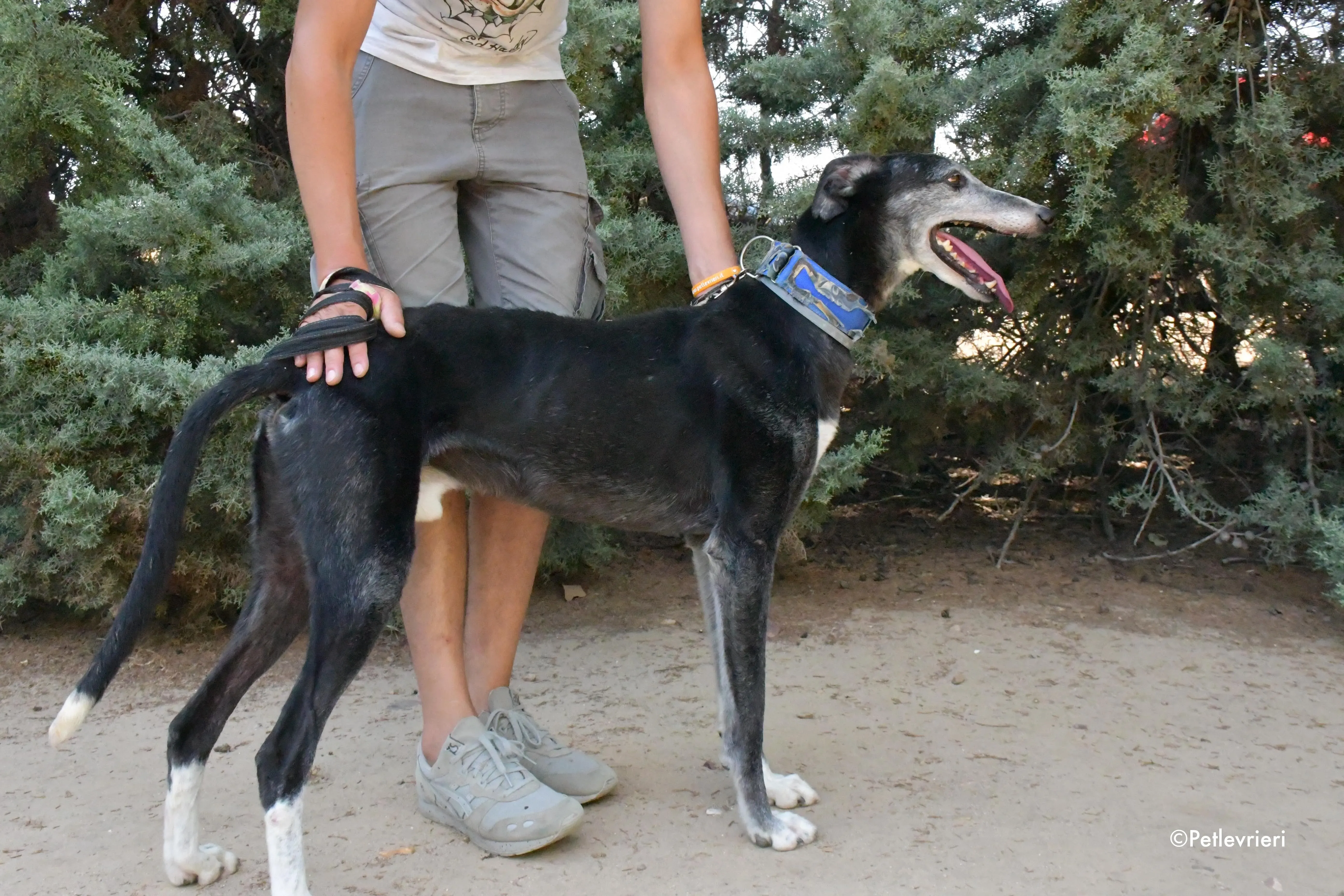 evaristo adozione levrieri galgo 8