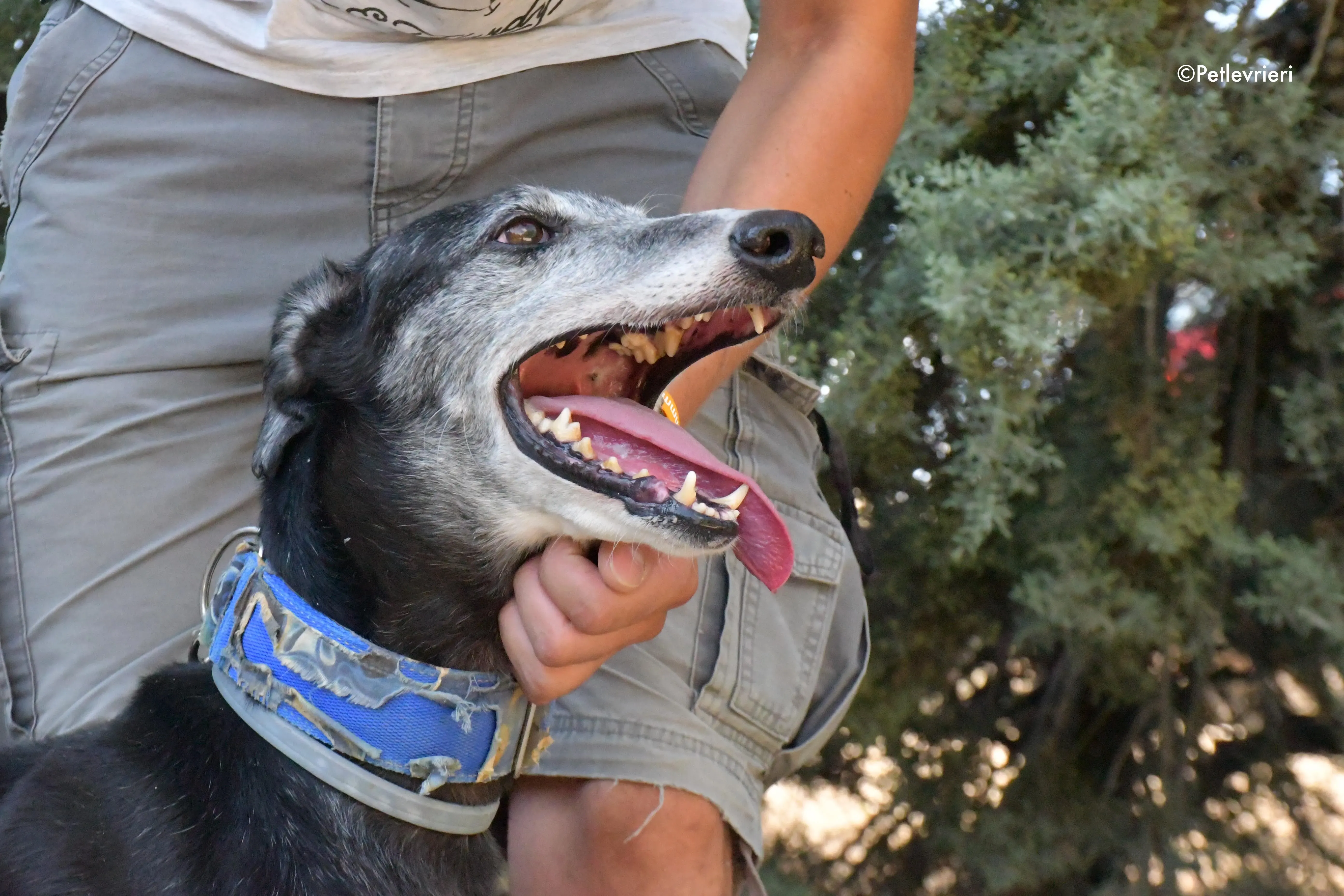 evaristo adozione levrieri galgo 9