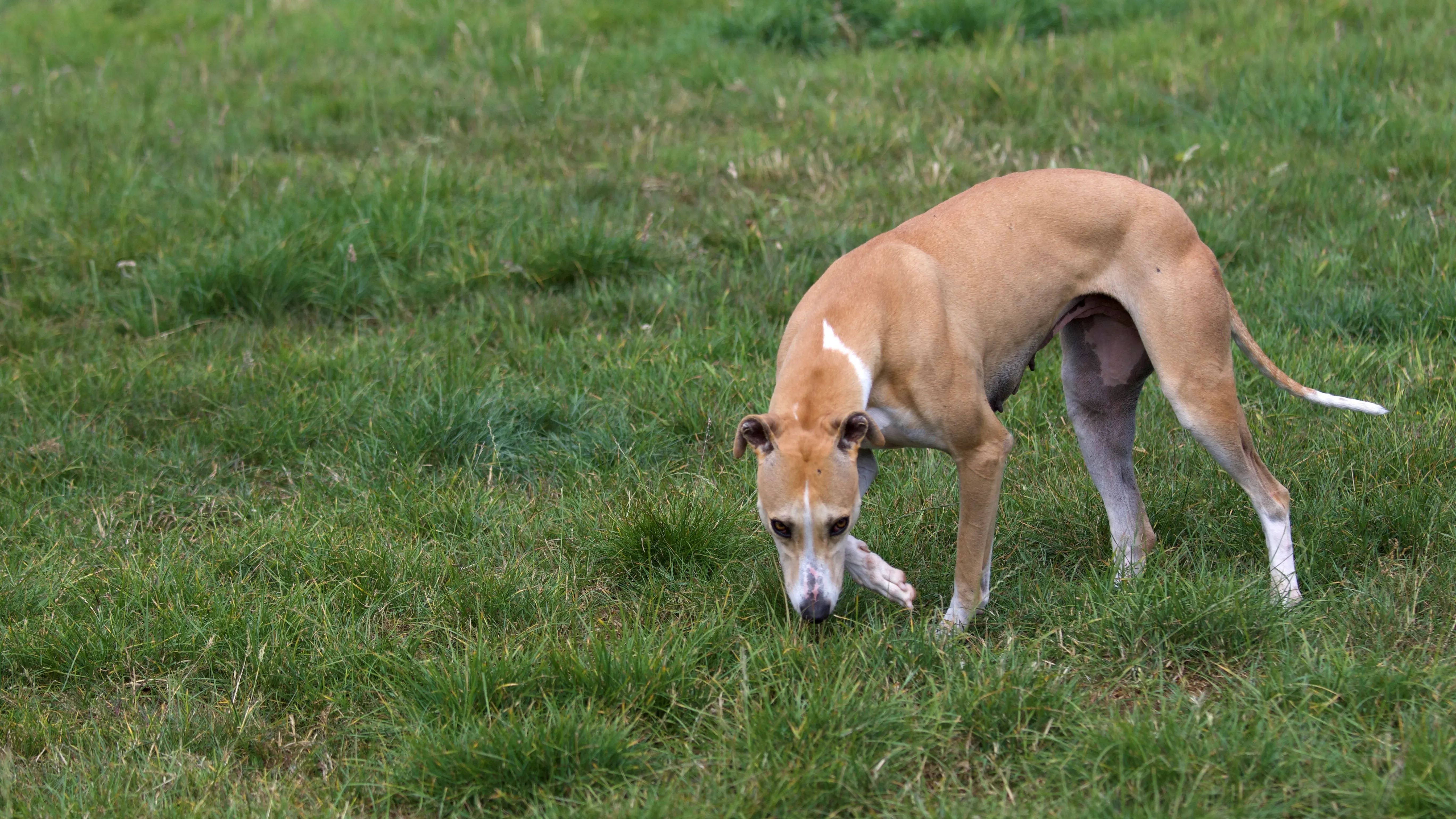 evidenza  Sharlene 2