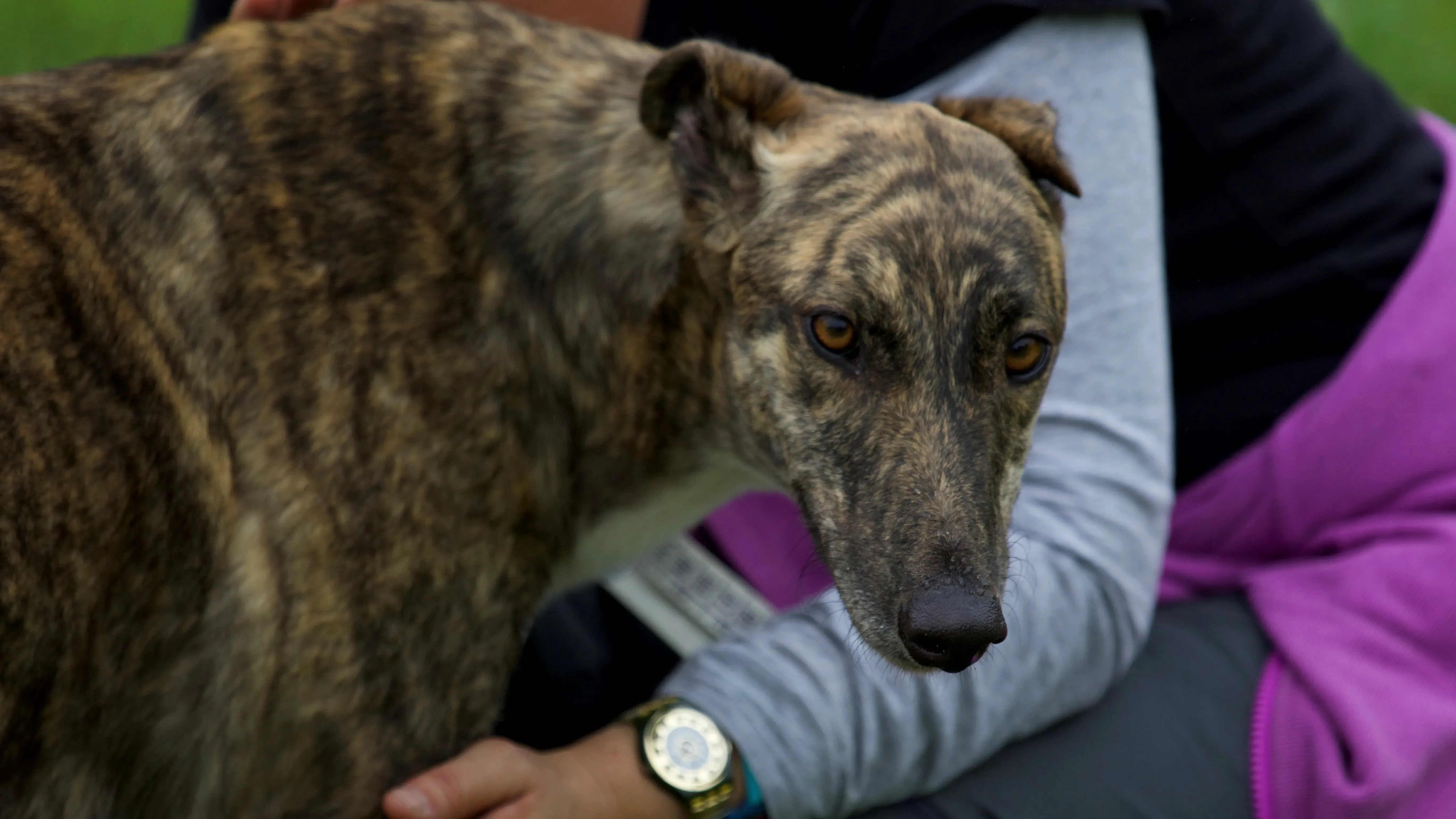 evidenza Shadow greyhound adozione levrieri.4