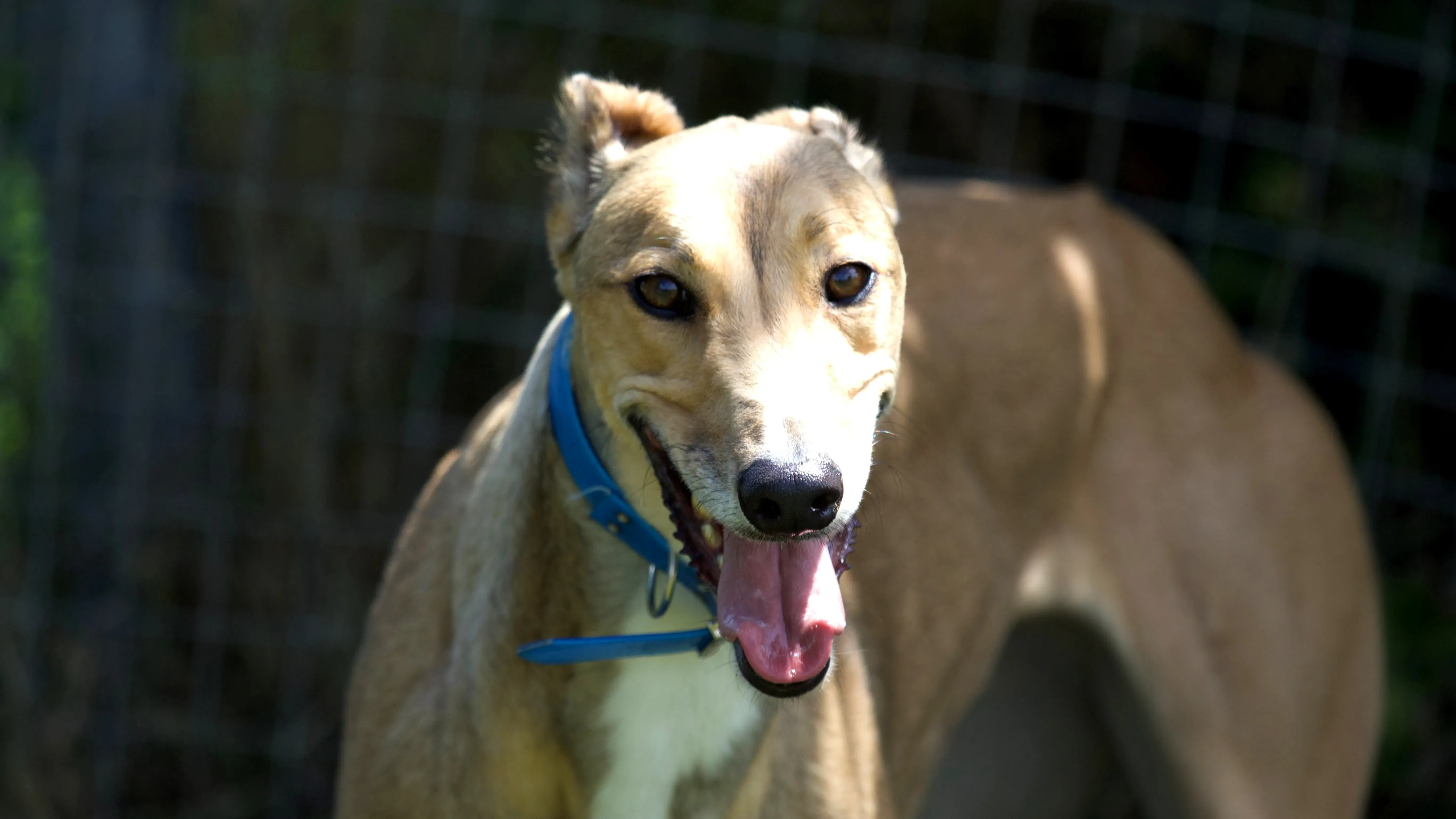 evidenza sandy greyhound