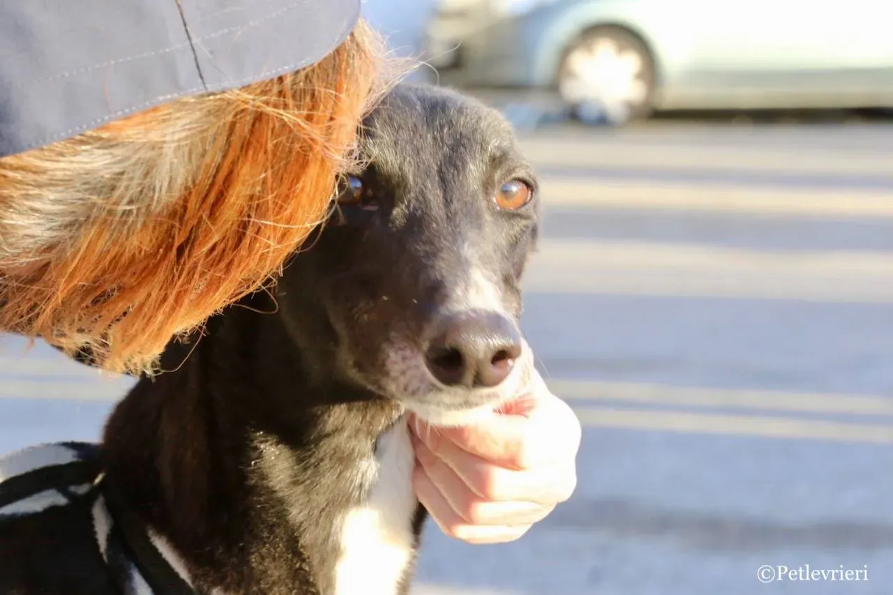 evita adozione greyhound macao 1