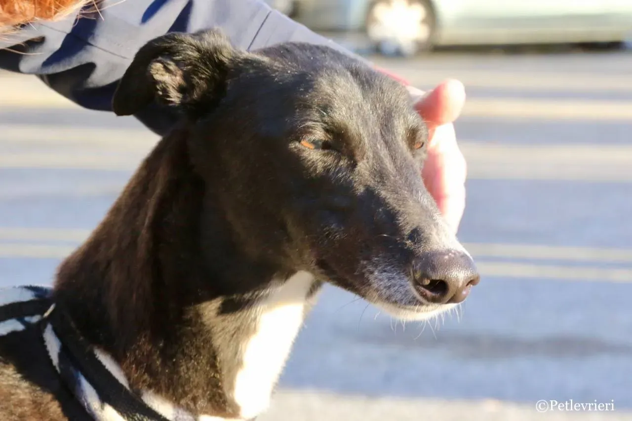 evita adozione greyhound macao 10