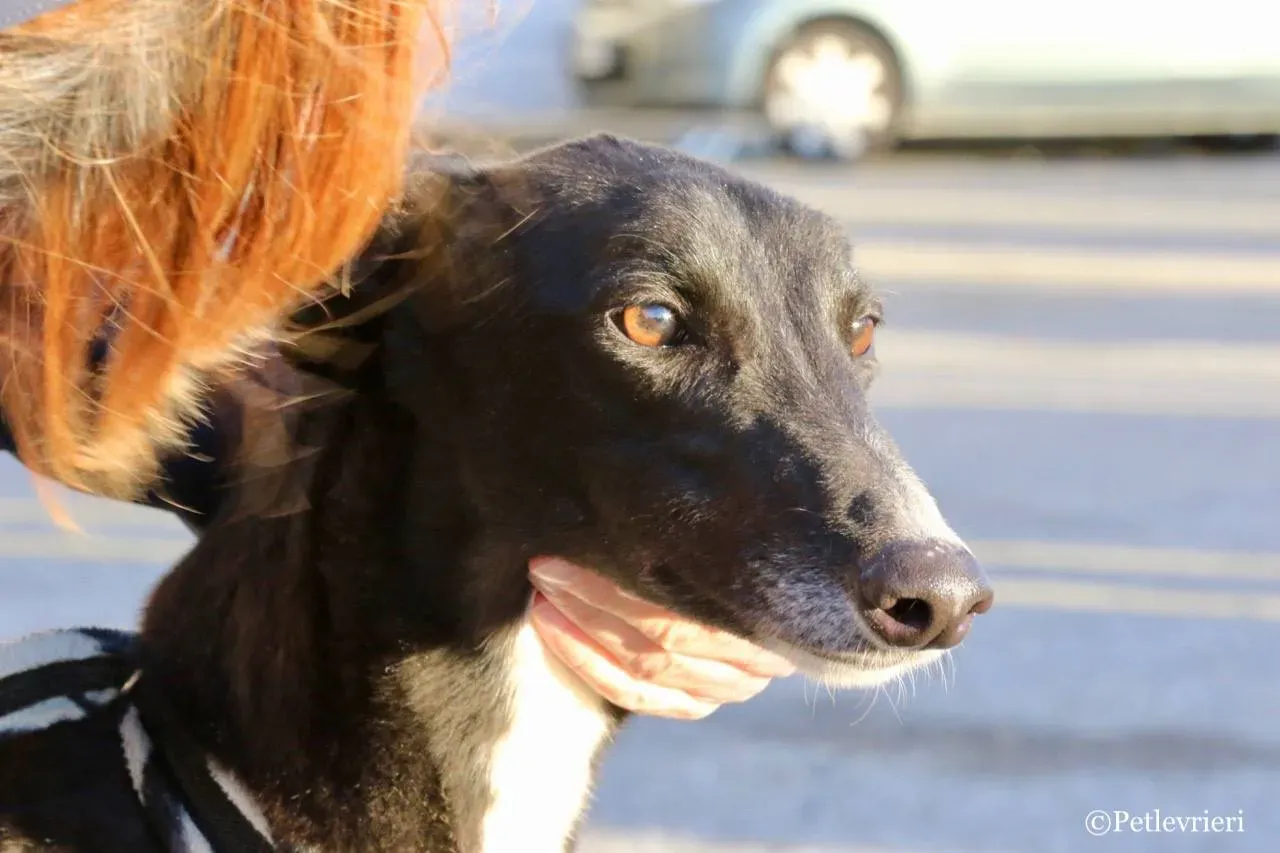 evita adozione greyhound macao 11
