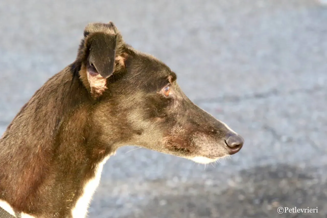 evita adozione greyhound macao 12