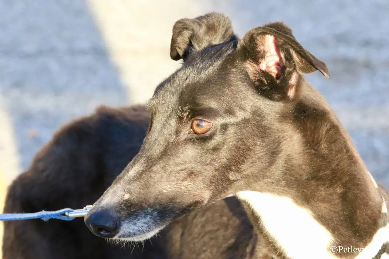 evita adozione greyhound macao 13