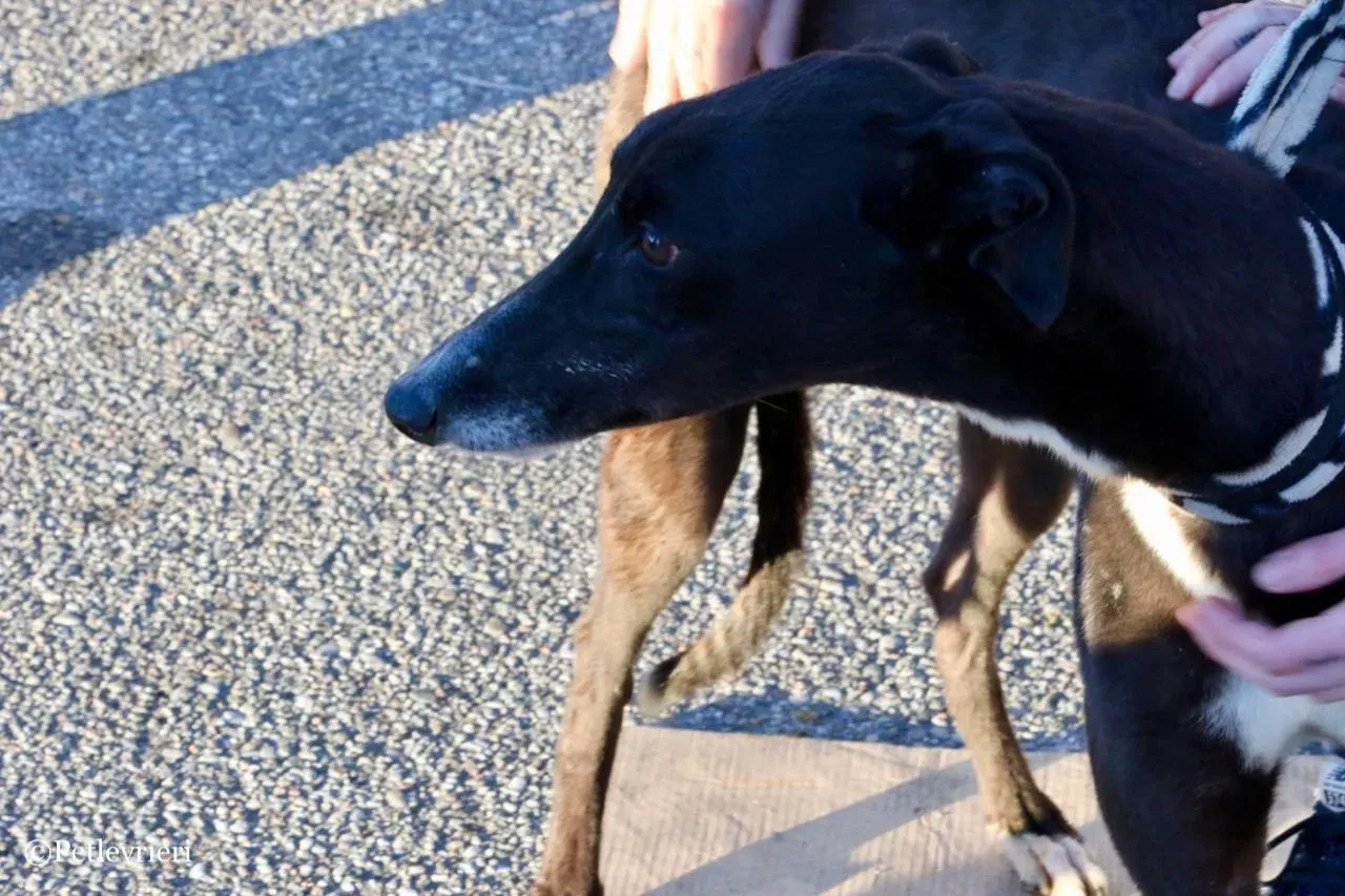 evita adozione greyhound macao 2