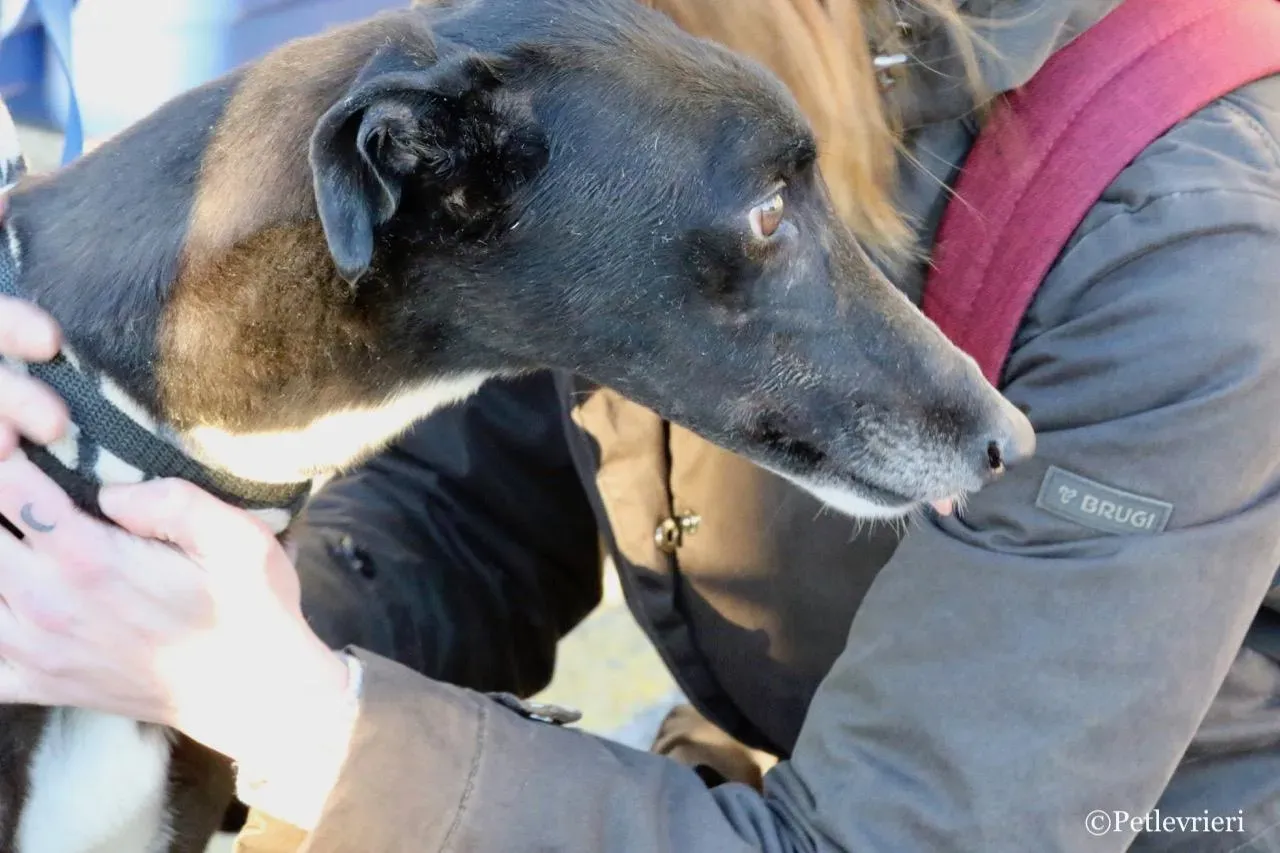 evita adozione greyhound macao 3