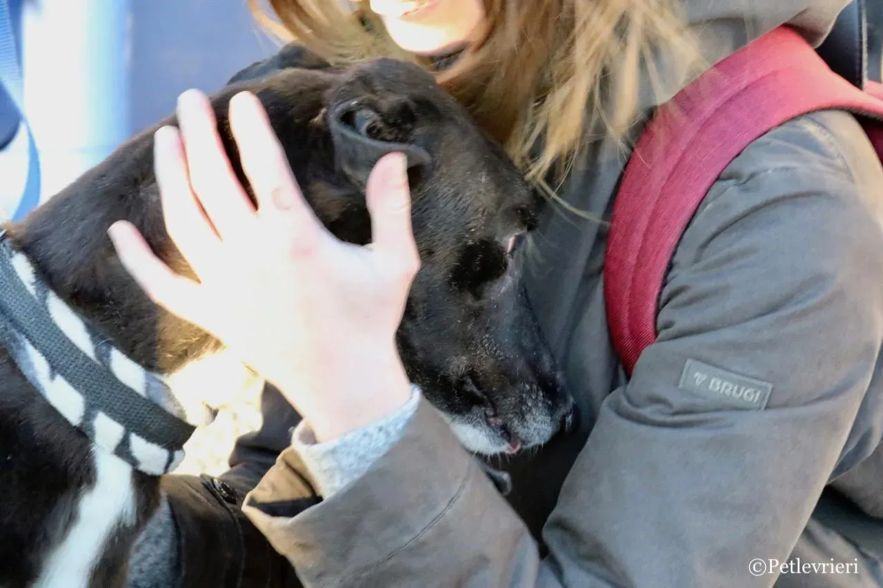 evita adozione greyhound macao 4