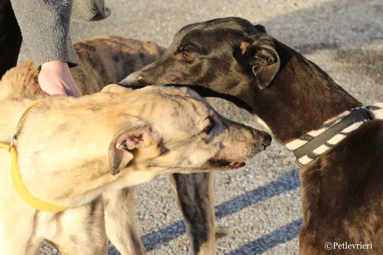evita adozione greyhound macao 6