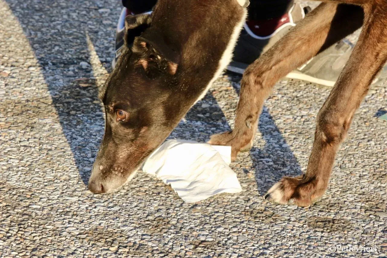 evita adozione greyhound macao 7