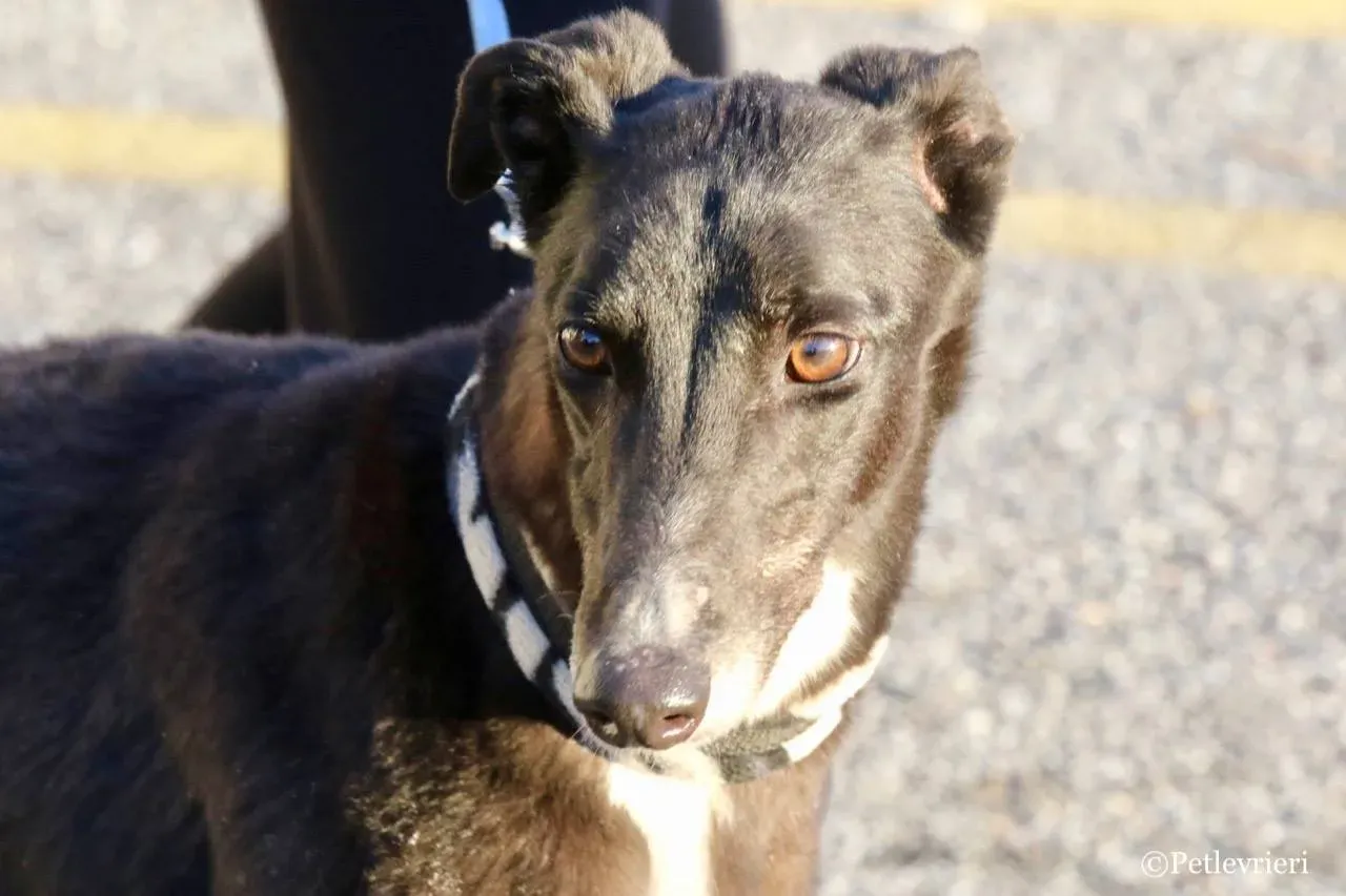 evita adozione greyhound macao 8