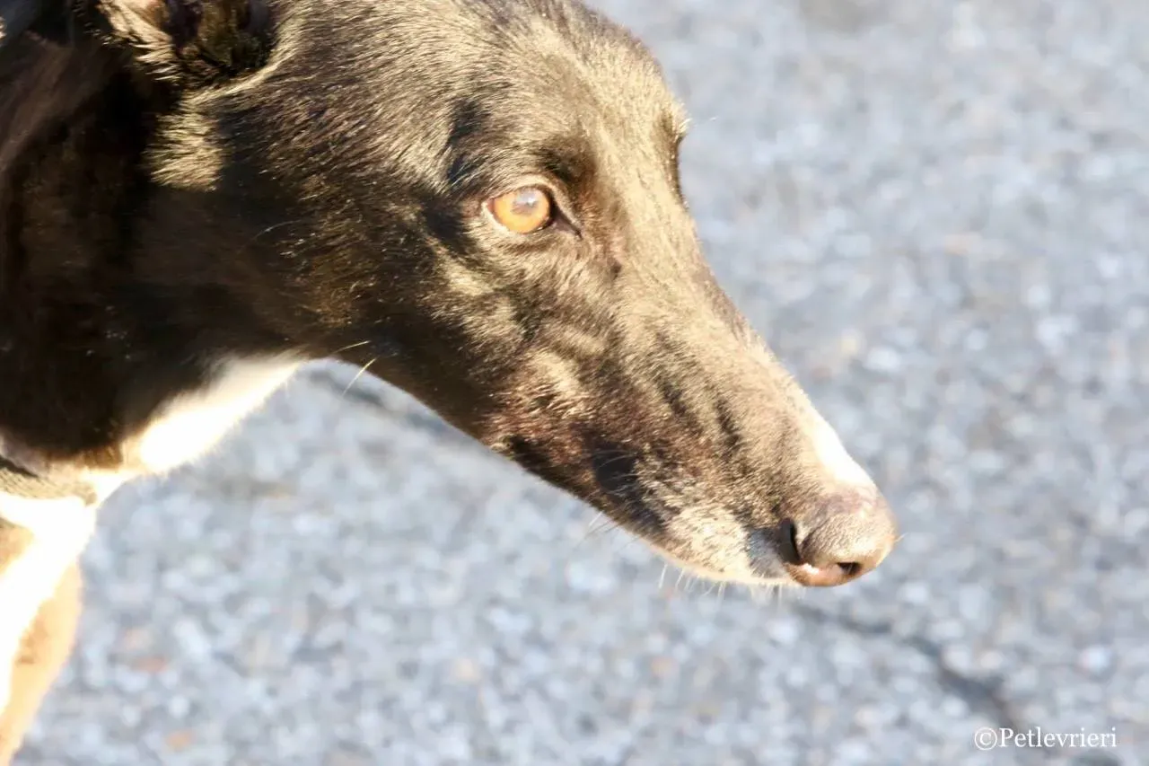 evita adozione greyhound macao 9