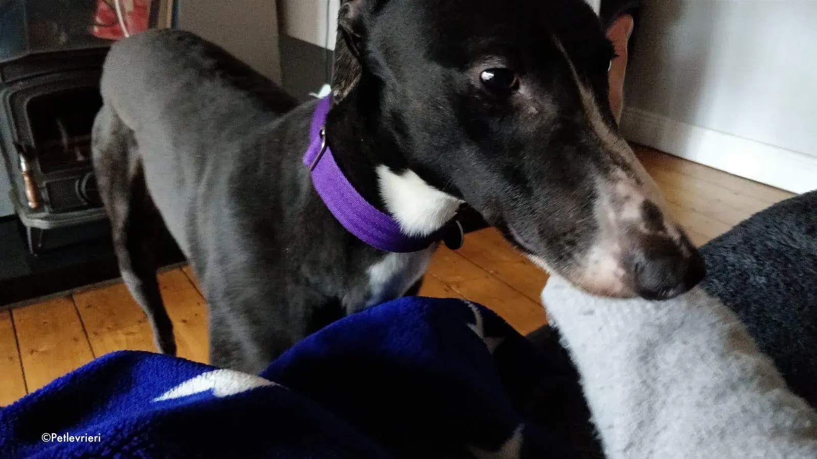 fabhino adozione levrieri greyhound 1